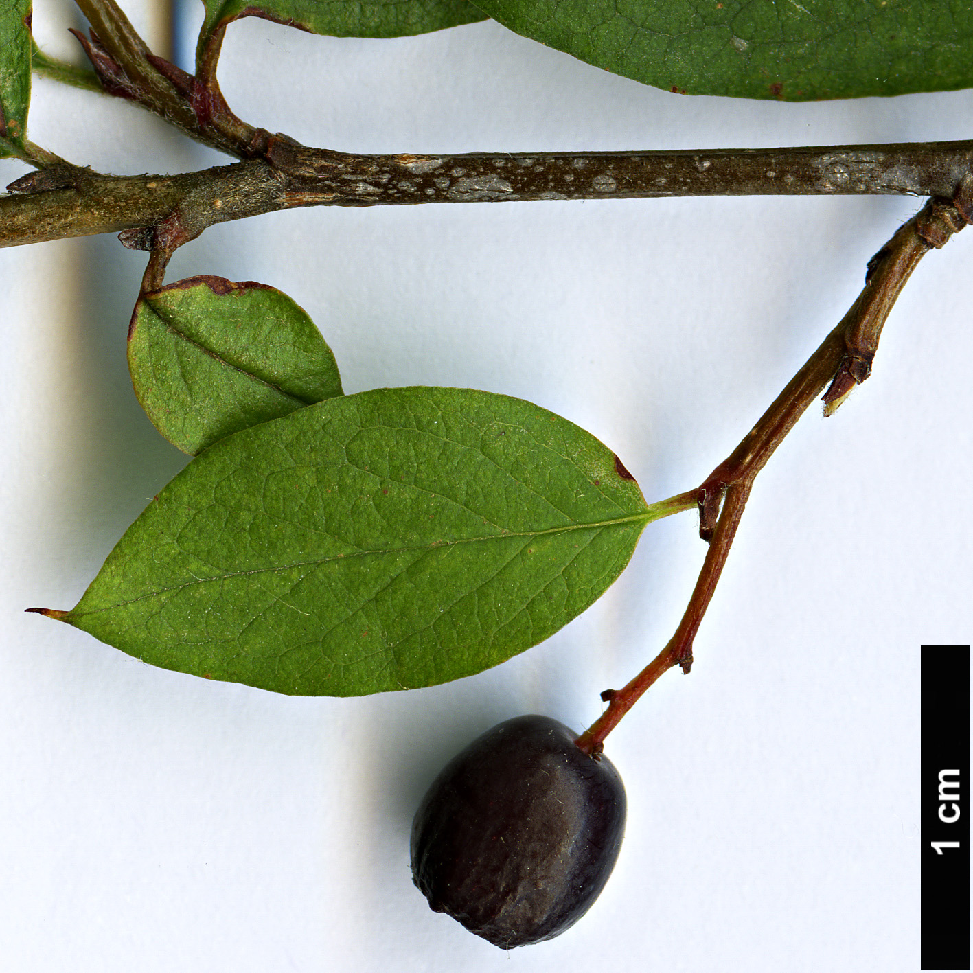 High resolution image: Family: Rosaceae - Genus: Cotoneaster - Taxon: lucidus