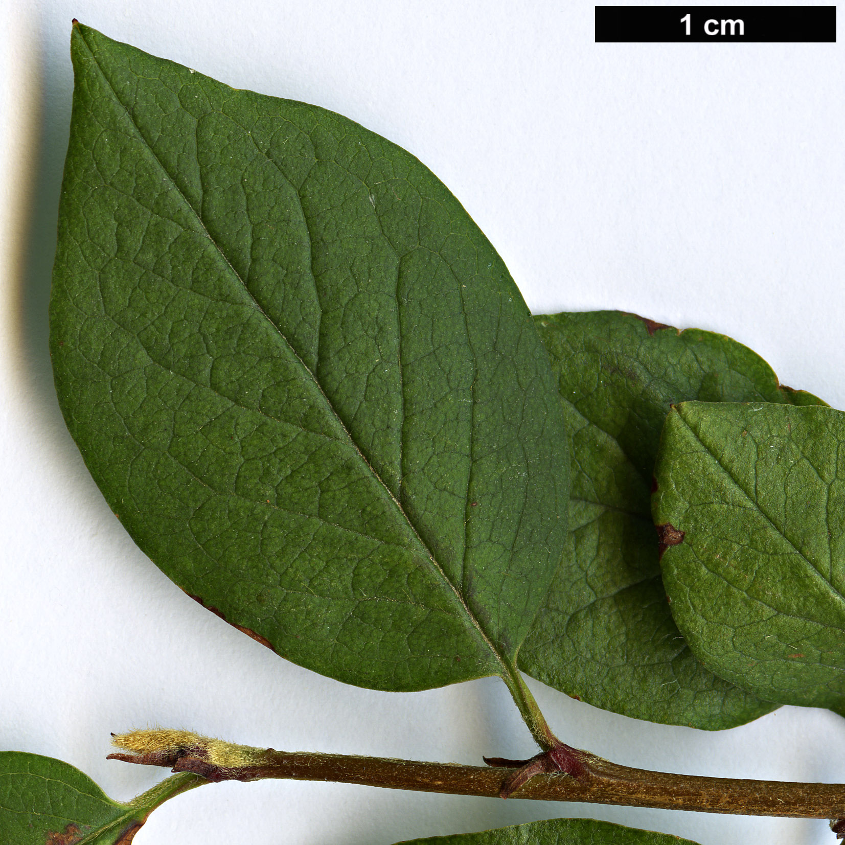 High resolution image: Family: Rosaceae - Genus: Cotoneaster - Taxon: lucidus