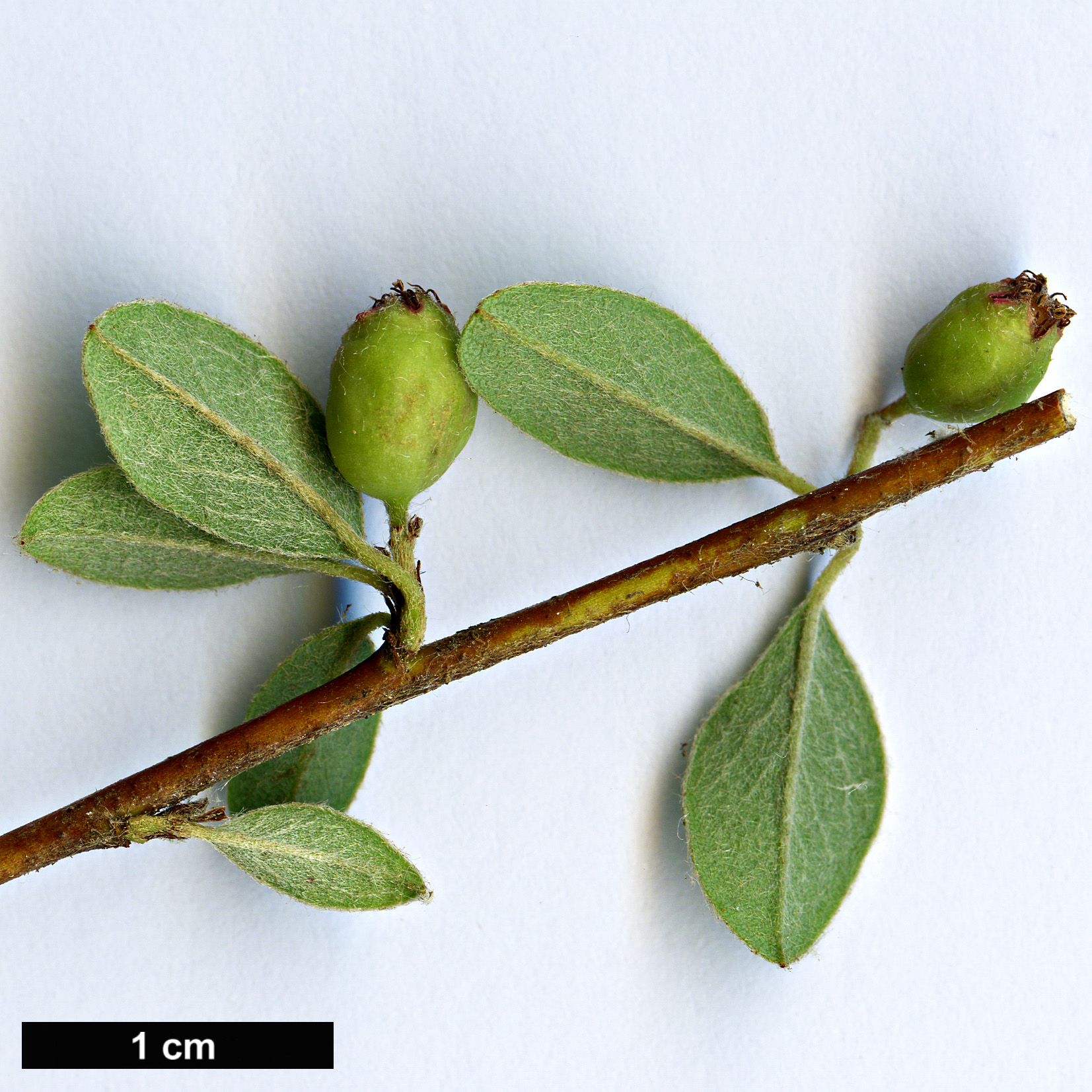 High resolution image: Family: Rosaceae - Genus: Cotoneaster - Taxon: ludlowii