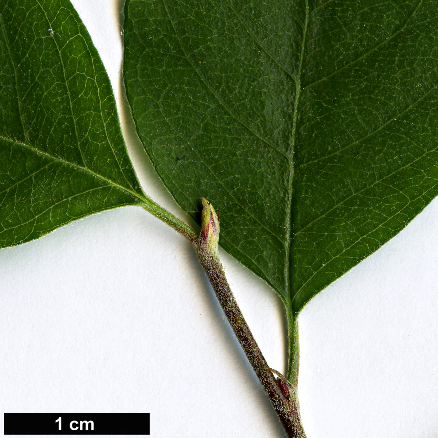 High resolution image: Family: Rosaceae - Genus: Cotoneaster - Taxon: magnificus