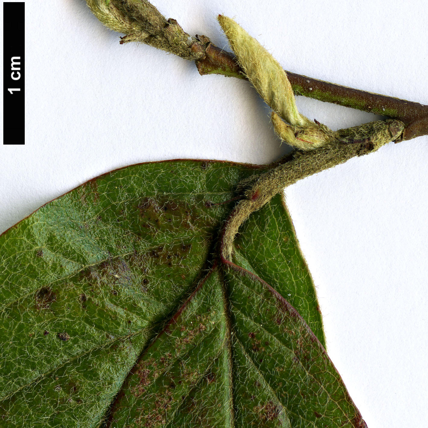 High resolution image: Family: Rosaceae - Genus: Cotoneaster - Taxon: mairei