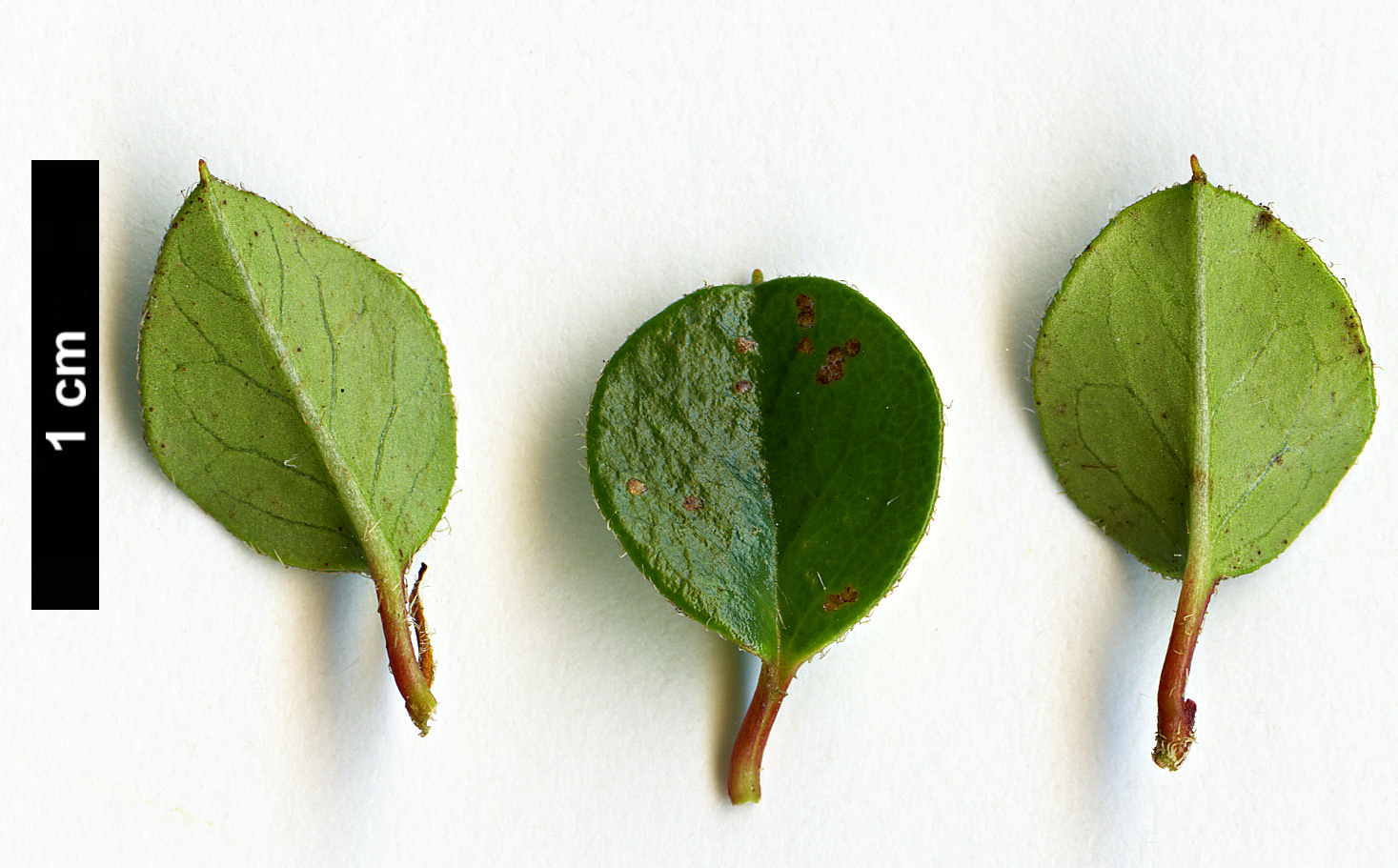 High resolution image: Family: Rosaceae - Genus: Cotoneaster - Taxon: marquandii