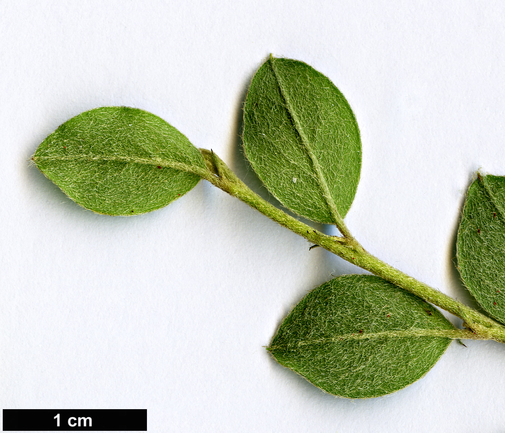 High resolution image: Family: Rosaceae - Genus: Cotoneaster - Taxon: marroninus