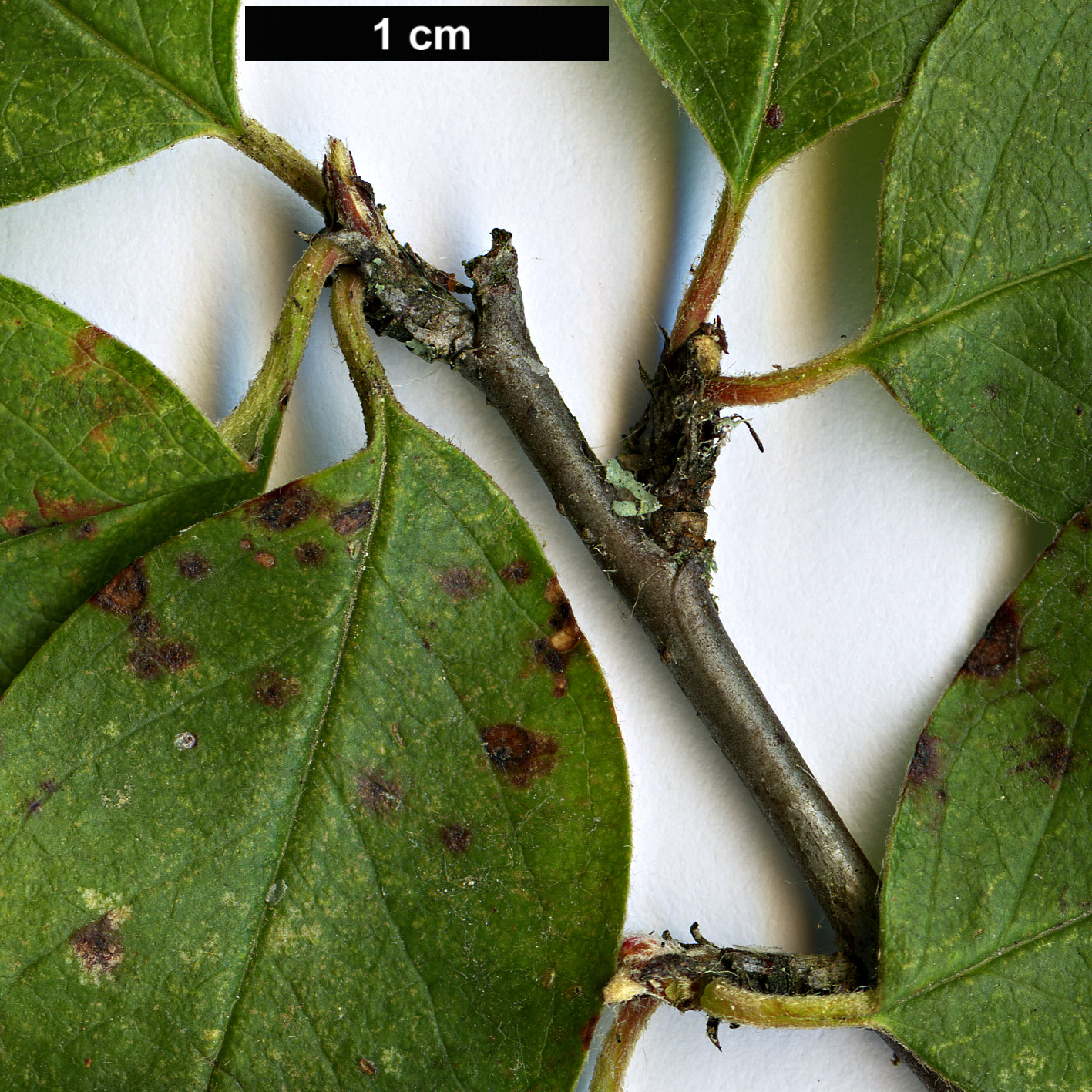 High resolution image: Family: Rosaceae - Genus: Cotoneaster - Taxon: megalocarpus