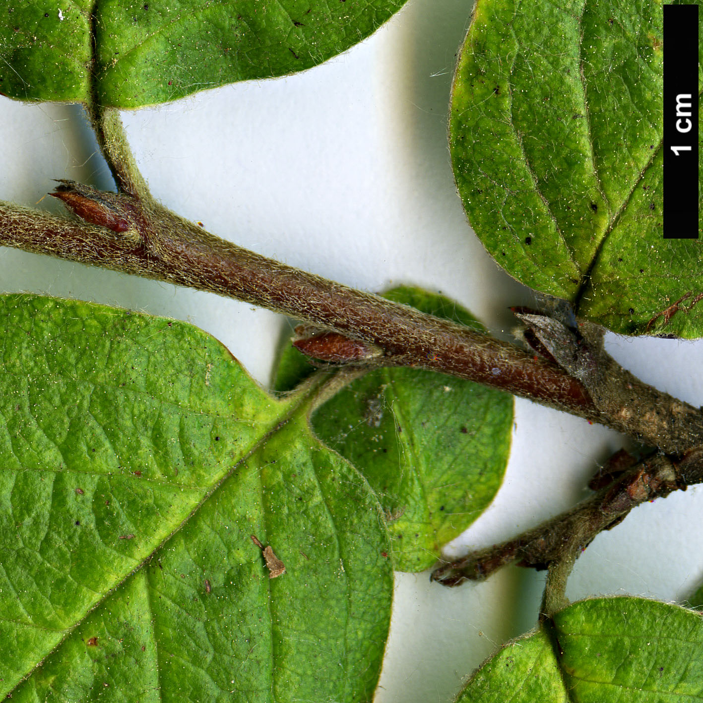 High resolution image: Family: Rosaceae - Genus: Cotoneaster - Taxon: melanocarpa