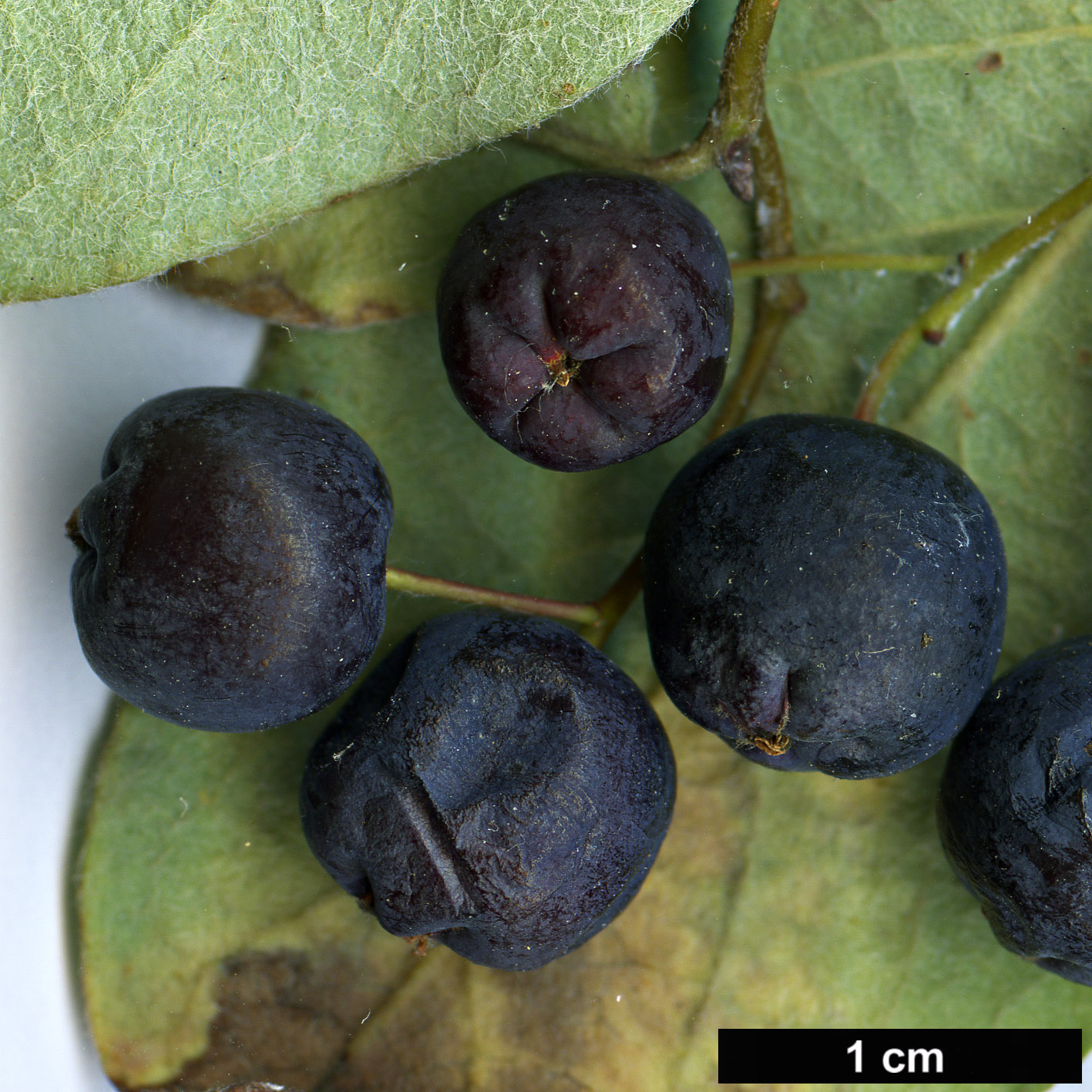 High resolution image: Family: Rosaceae - Genus: Cotoneaster - Taxon: melanocarpus