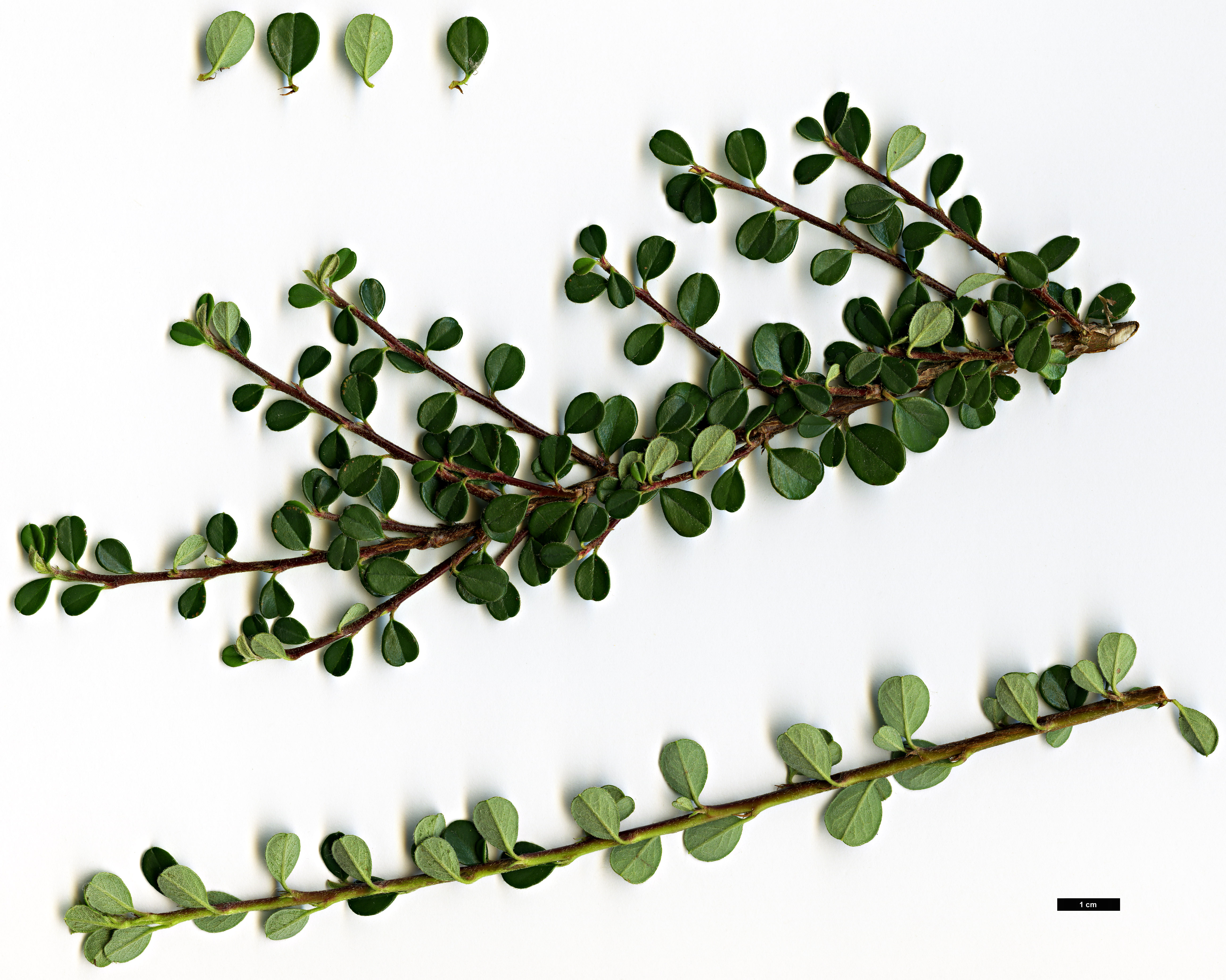 High resolution image: Family: Rosaceae - Genus: Cotoneaster - Taxon: microphyllus