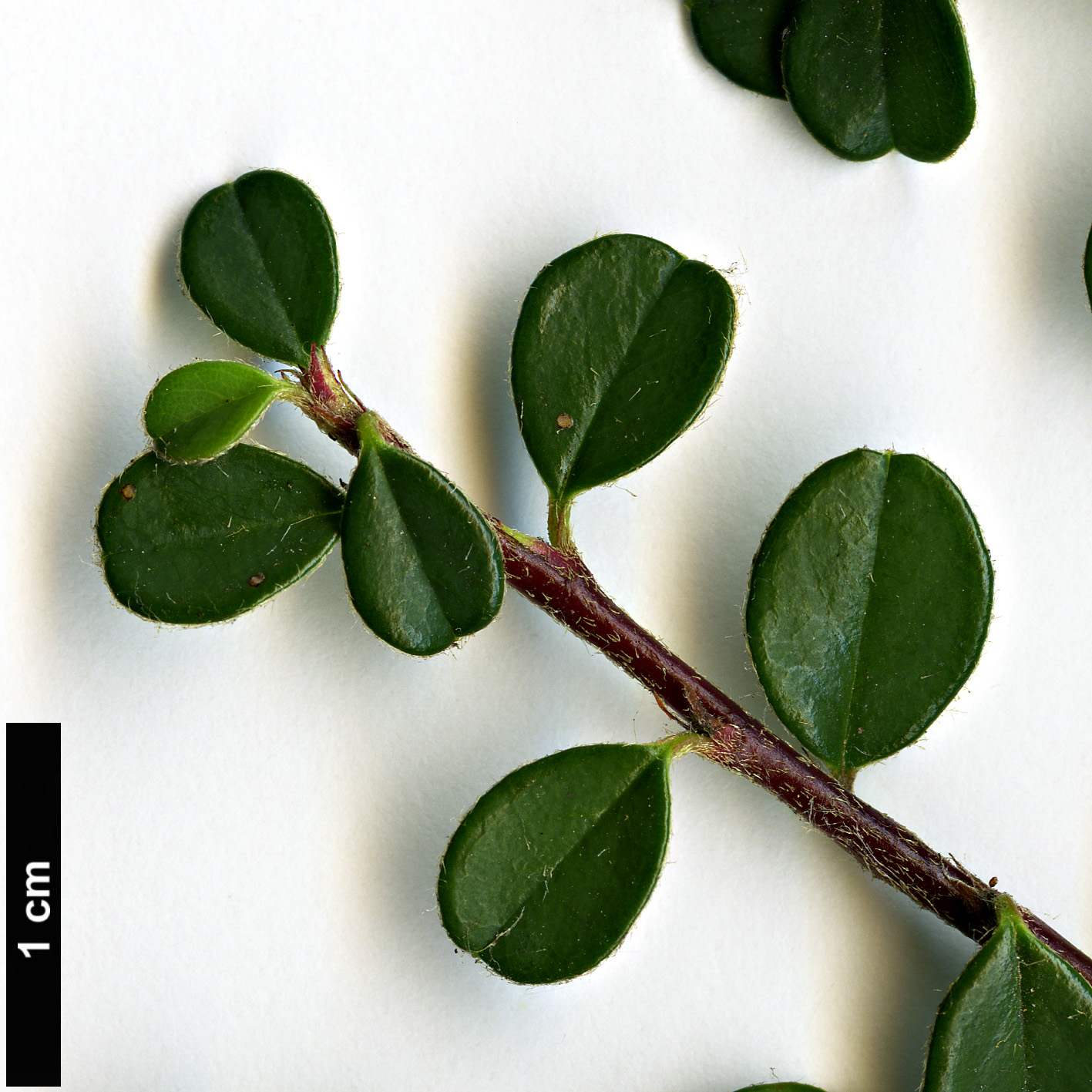 High resolution image: Family: Rosaceae - Genus: Cotoneaster - Taxon: microphyllus