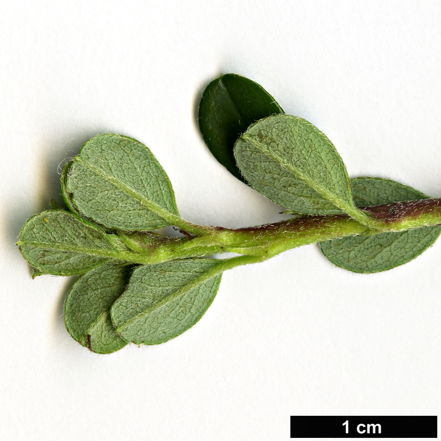 High resolution image: Family: Rosaceae - Genus: Cotoneaster - Taxon: microphyllus