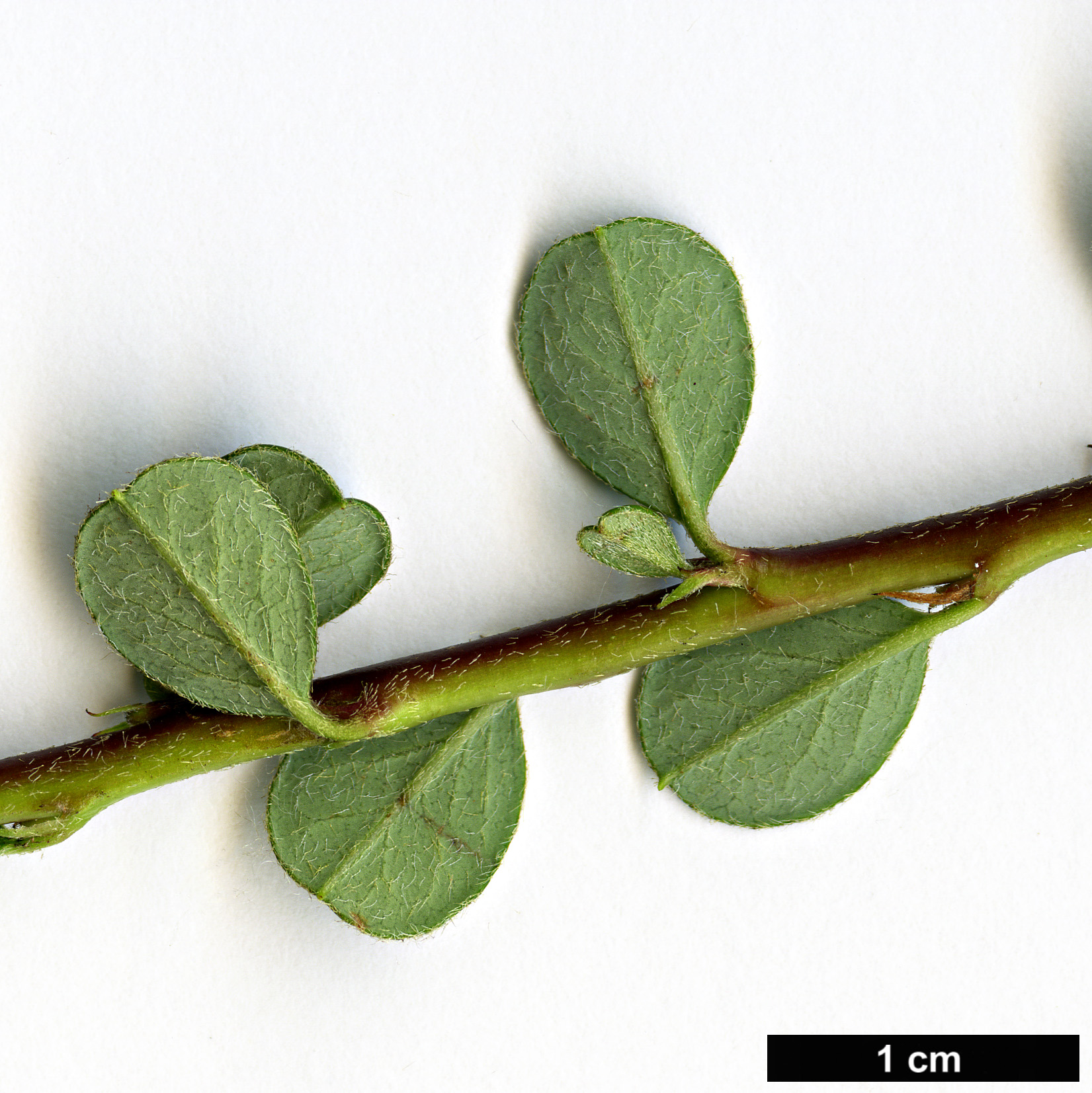 High resolution image: Family: Rosaceae - Genus: Cotoneaster - Taxon: micropyllus