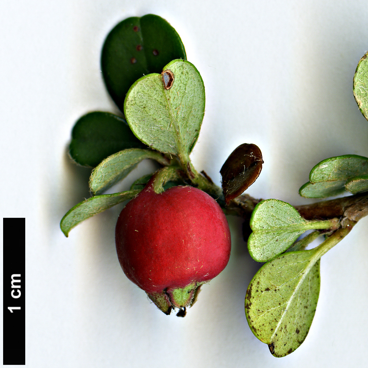 High resolution image: Family: Rosaceae - Genus: Cotoneaster - Taxon: micropyllus