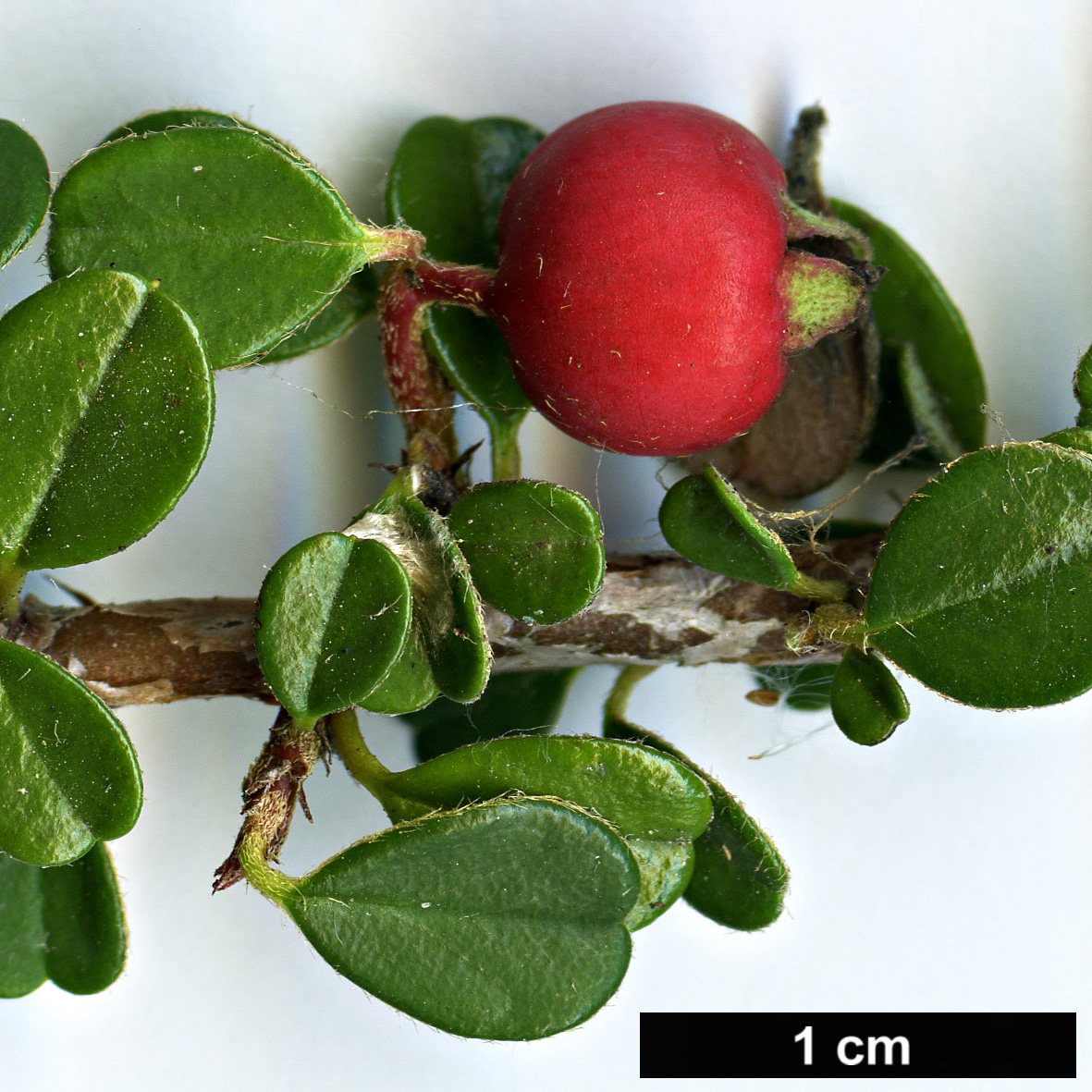 High resolution image: Family: Rosaceae - Genus: Cotoneaster - Taxon: micropyllus