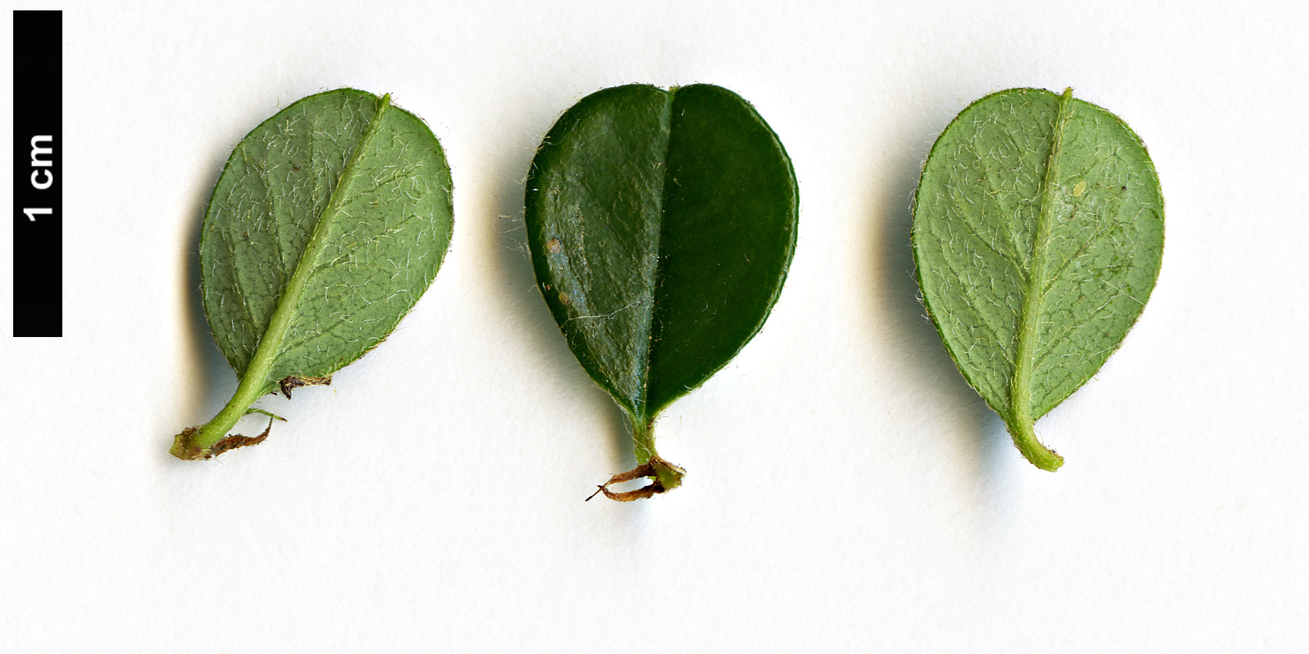 High resolution image: Family: Rosaceae - Genus: Cotoneaster - Taxon: micropyllus