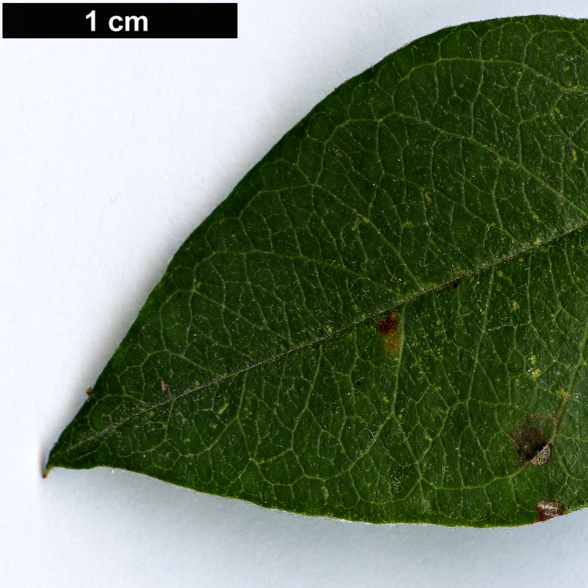 High resolution image: Family: Rosaceae - Genus: Cotoneaster - Taxon: mongolicus