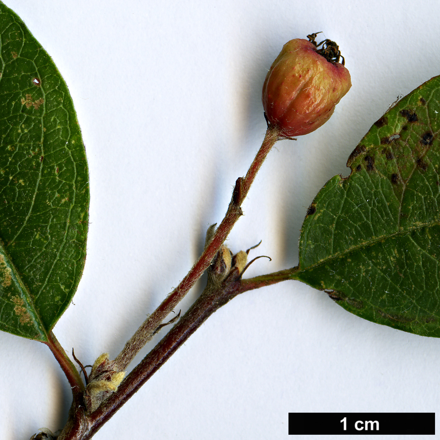 High resolution image: Family: Rosaceae - Genus: Cotoneaster - Taxon: mongolicus