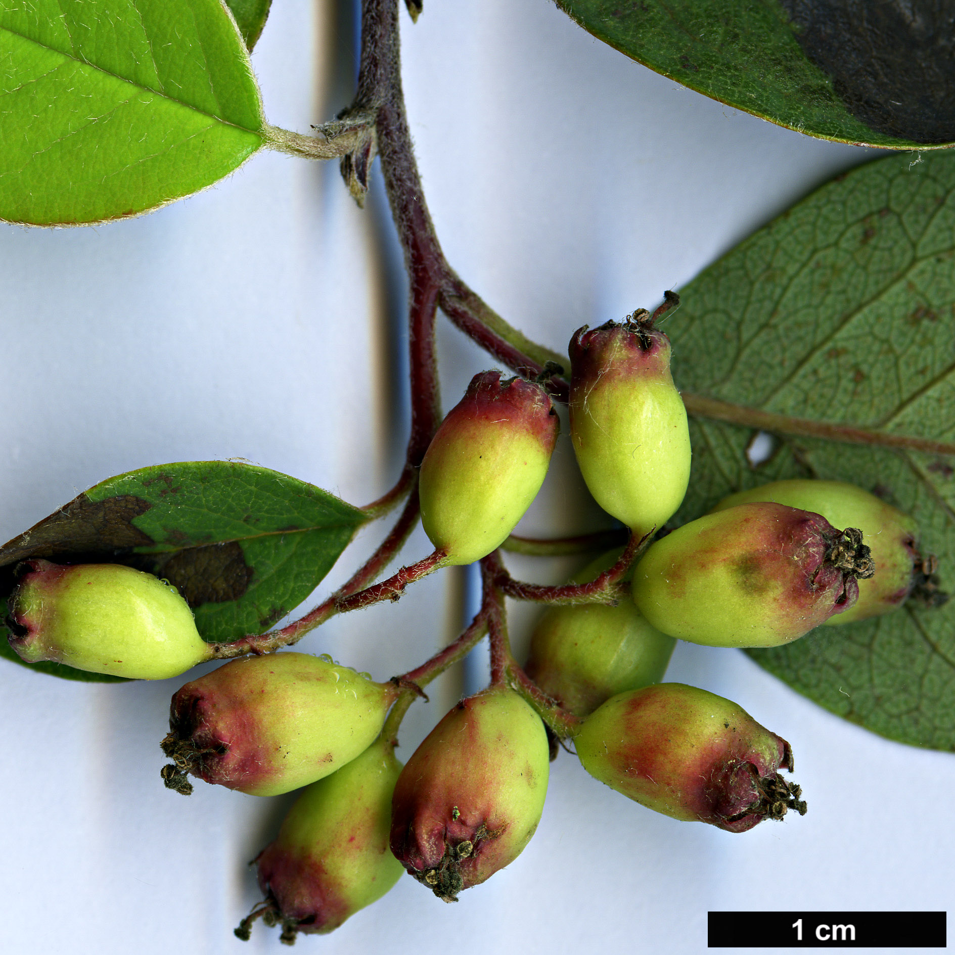 High resolution image: Family: Rosaceae - Genus: Cotoneaster - Taxon: monopyrenus