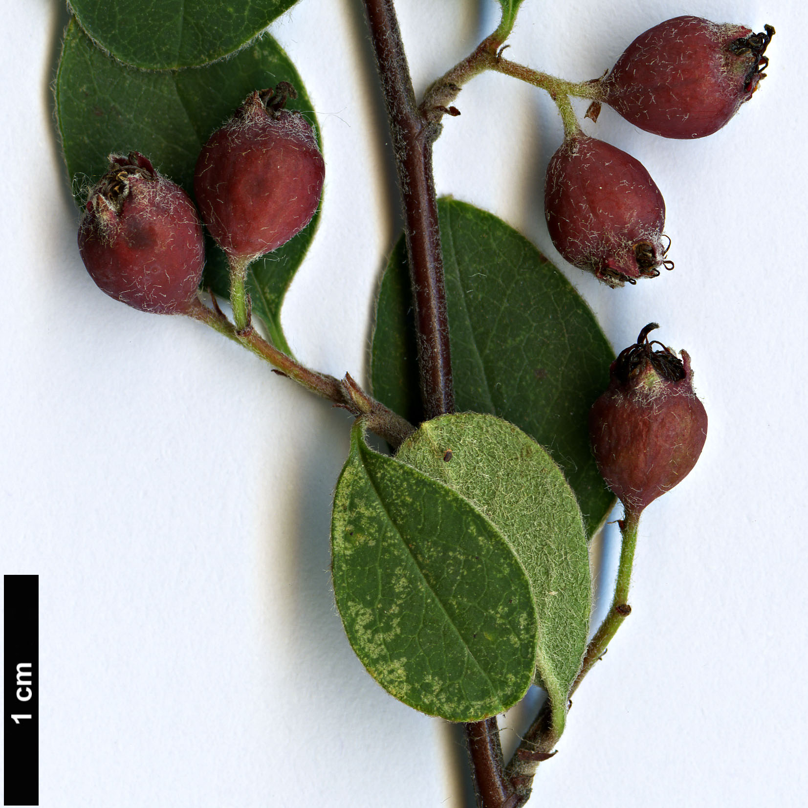 High resolution image: Family: Rosaceae - Genus: Cotoneaster - Taxon: morulus