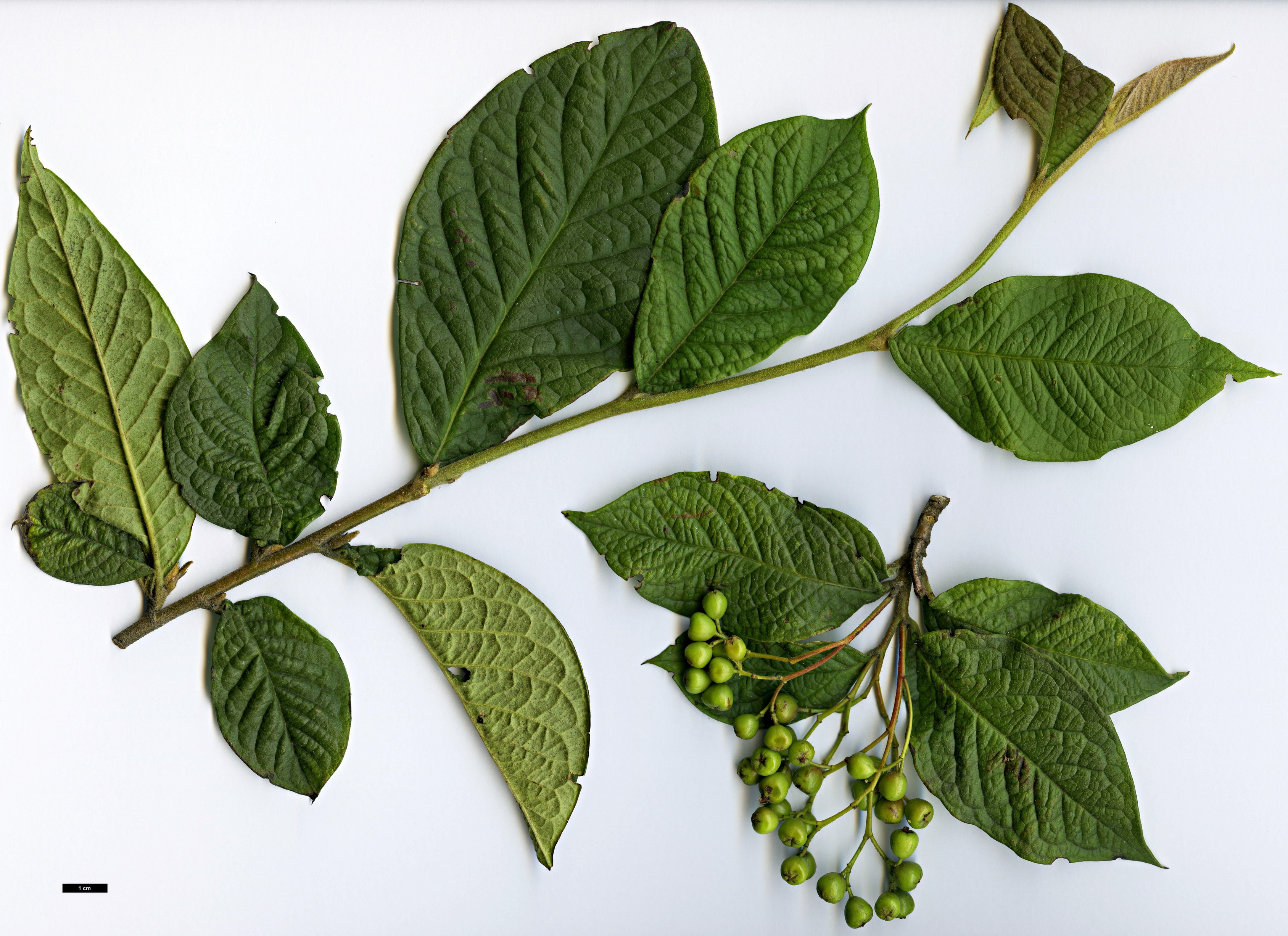 High resolution image: Family: Rosaceae - Genus: Cotoneaster - Taxon: moupinensis