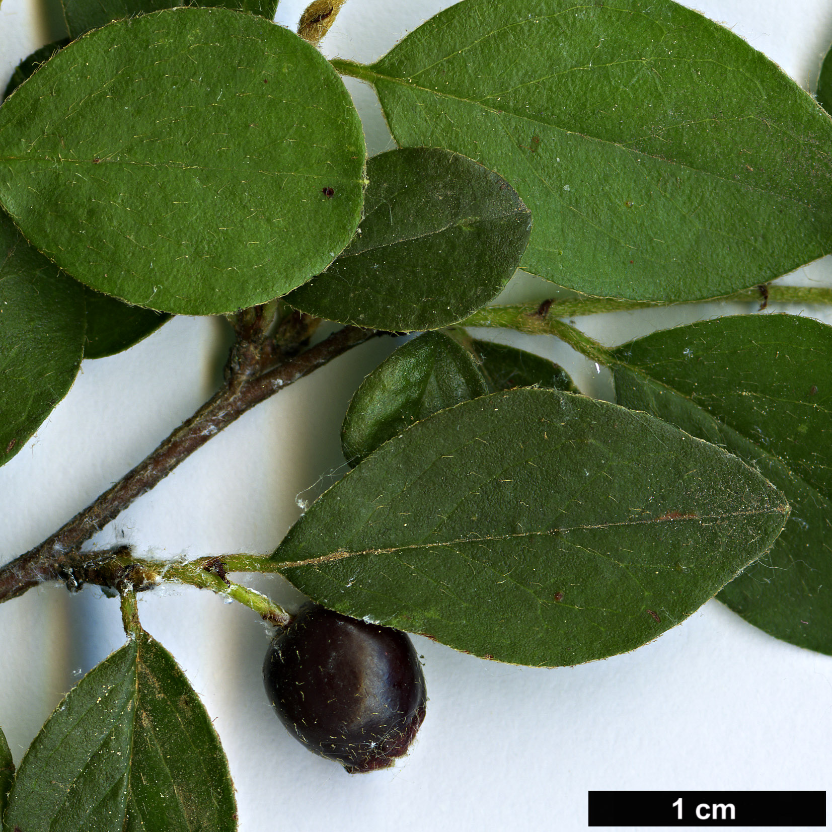 High resolution image: Family: Rosaceae - Genus: Cotoneaster - Taxon: naninitens