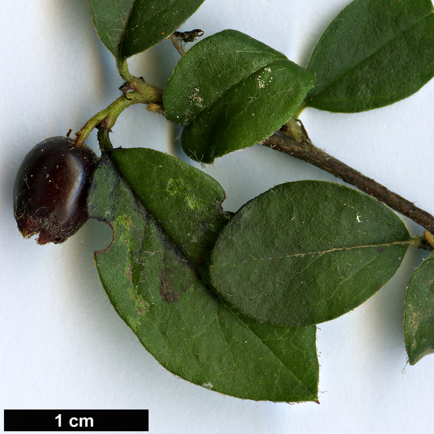 High resolution image: Family: Rosaceae - Genus: Cotoneaster - Taxon: naninitens