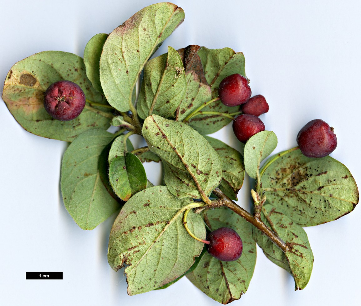 High resolution image: Family: Rosaceae - Genus: Cotoneaster - Taxon: nedoluzhkoi