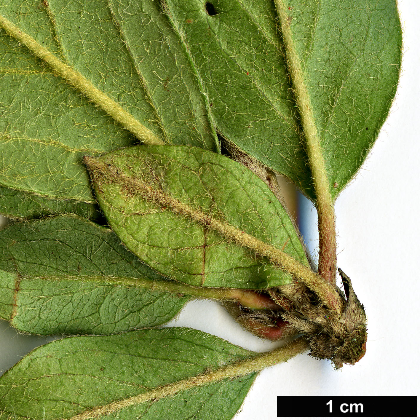 High resolution image: Family: Rosaceae - Genus: Cotoneaster - Taxon: nepalensis