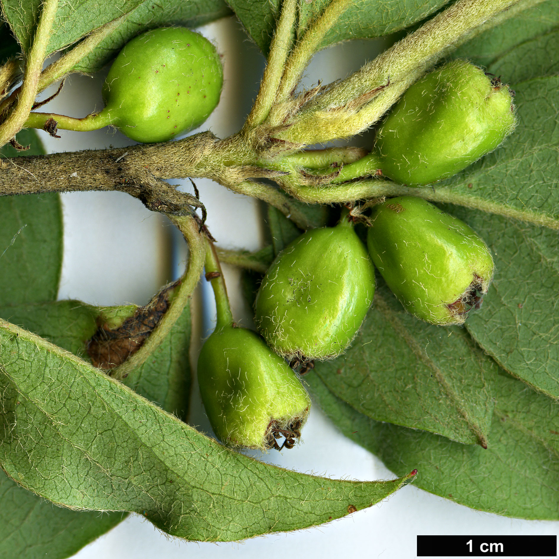 High resolution image: Family: Rosaceae - Genus: Cotoneaster - Taxon: nepalensis