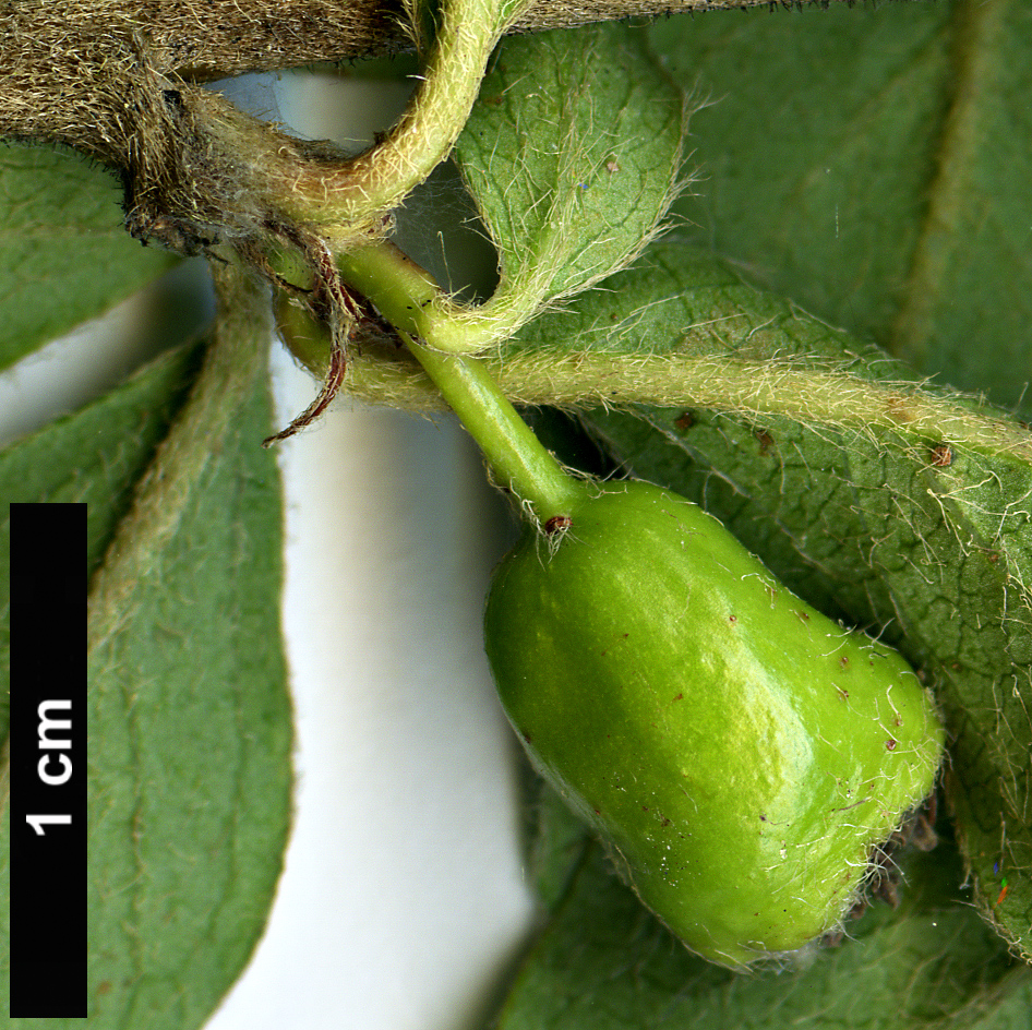 High resolution image: Family: Rosaceae - Genus: Cotoneaster - Taxon: nepalensis