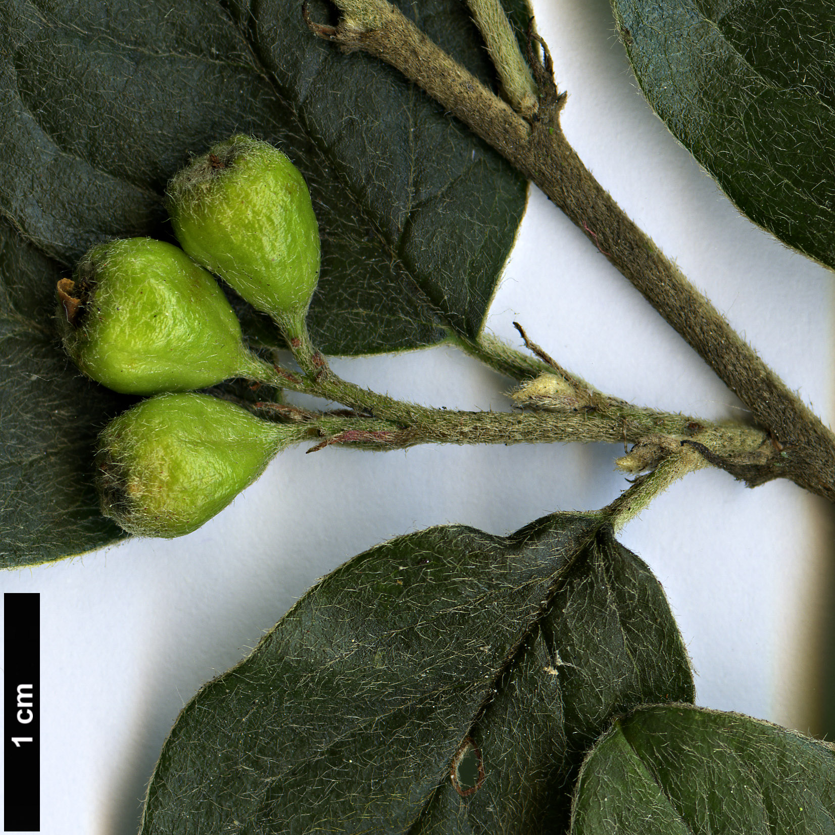 High resolution image: Family: Rosaceae - Genus: Cotoneaster - Taxon: niger