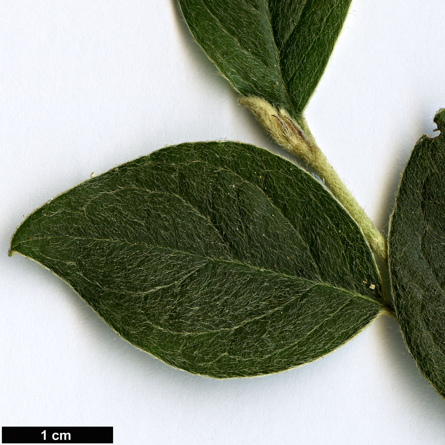 High resolution image: Family: Rosaceae - Genus: Cotoneaster - Taxon: niger