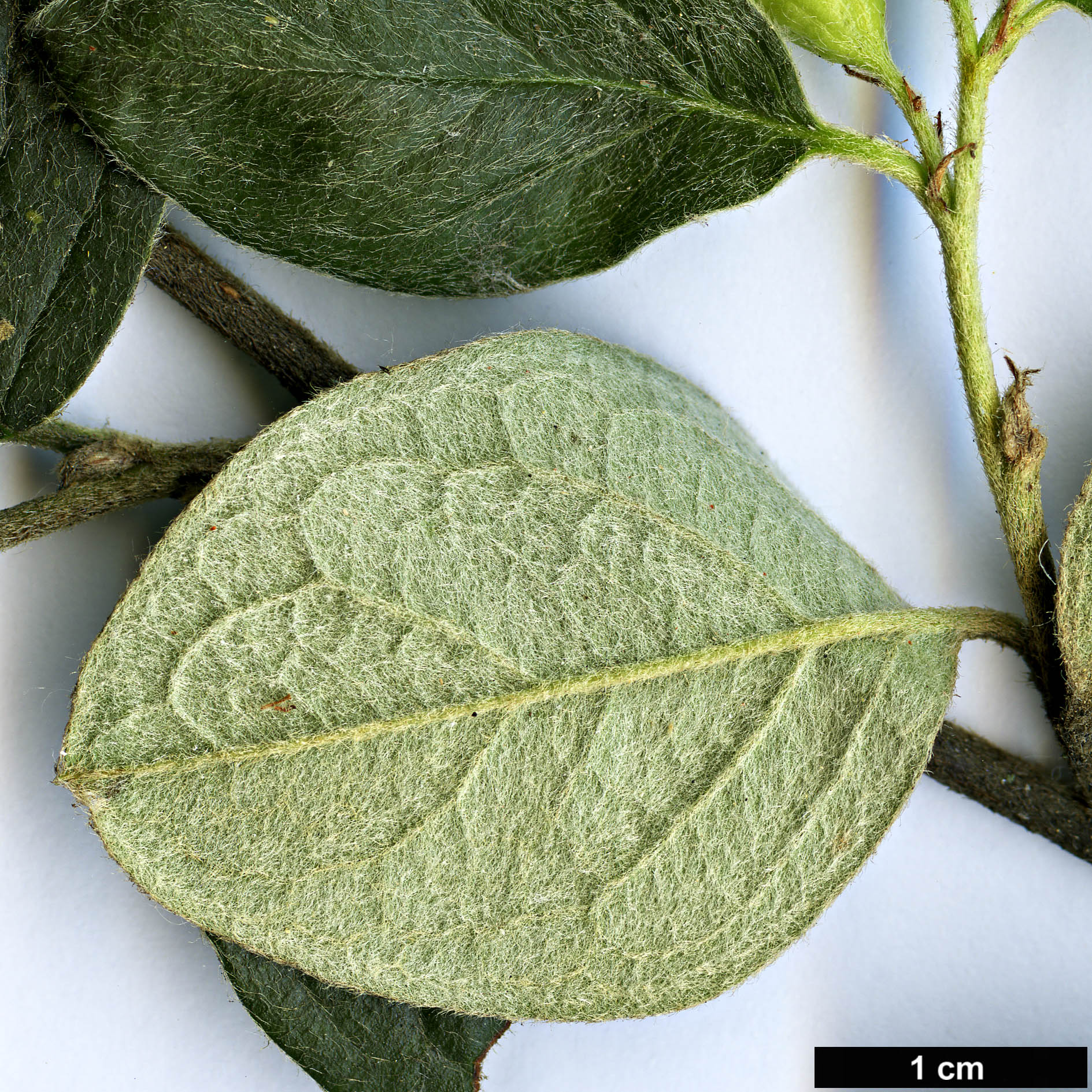 High resolution image: Family: Rosaceae - Genus: Cotoneaster - Taxon: niger