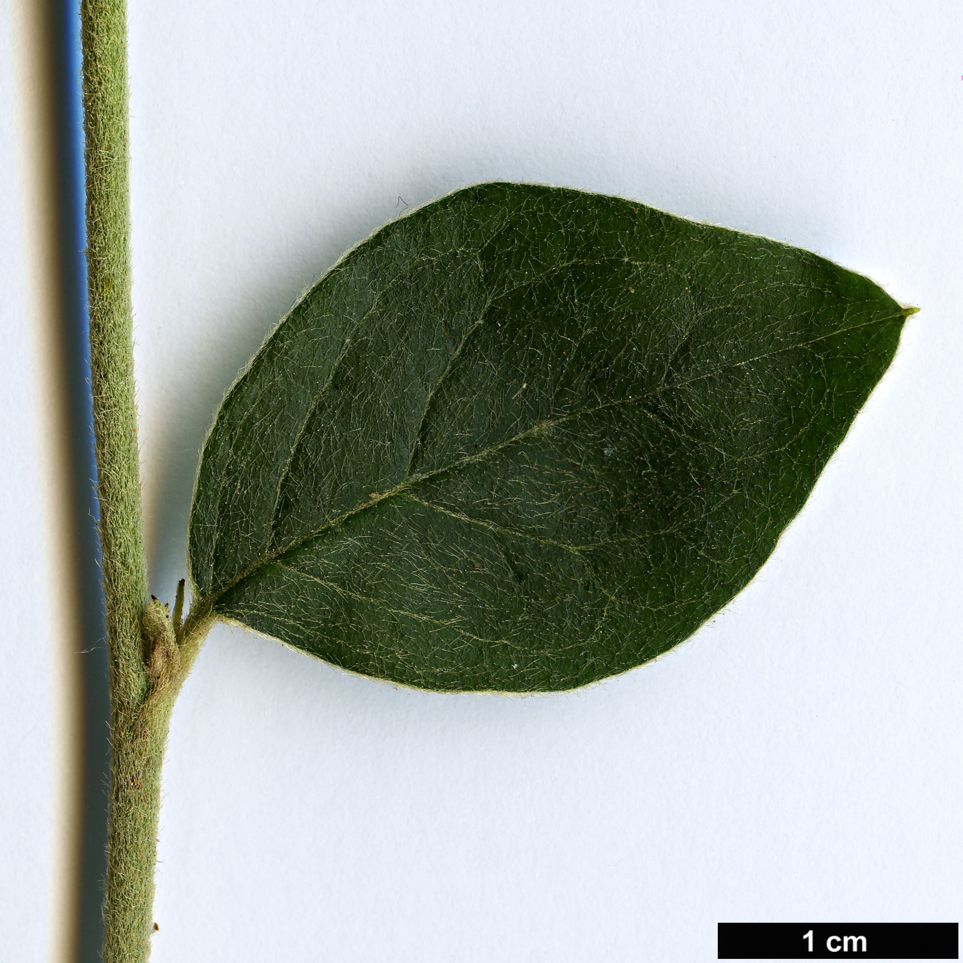 High resolution image: Family: Rosaceae - Genus: Cotoneaster - Taxon: niger