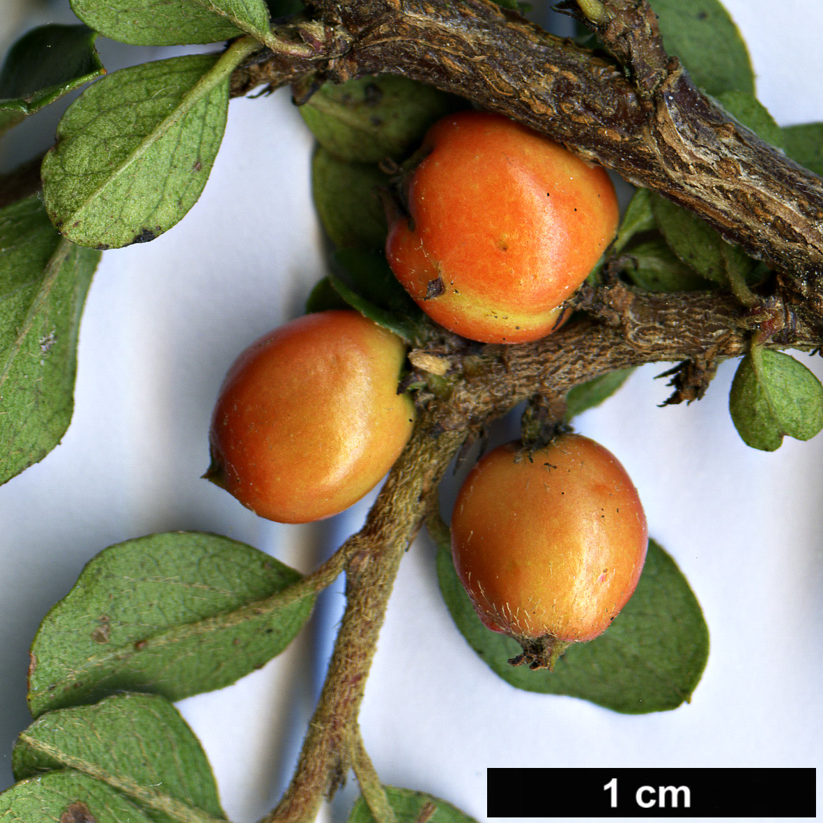 High resolution image: Family: Rosaceae - Genus: Cotoneaster - Taxon: nigroviridis