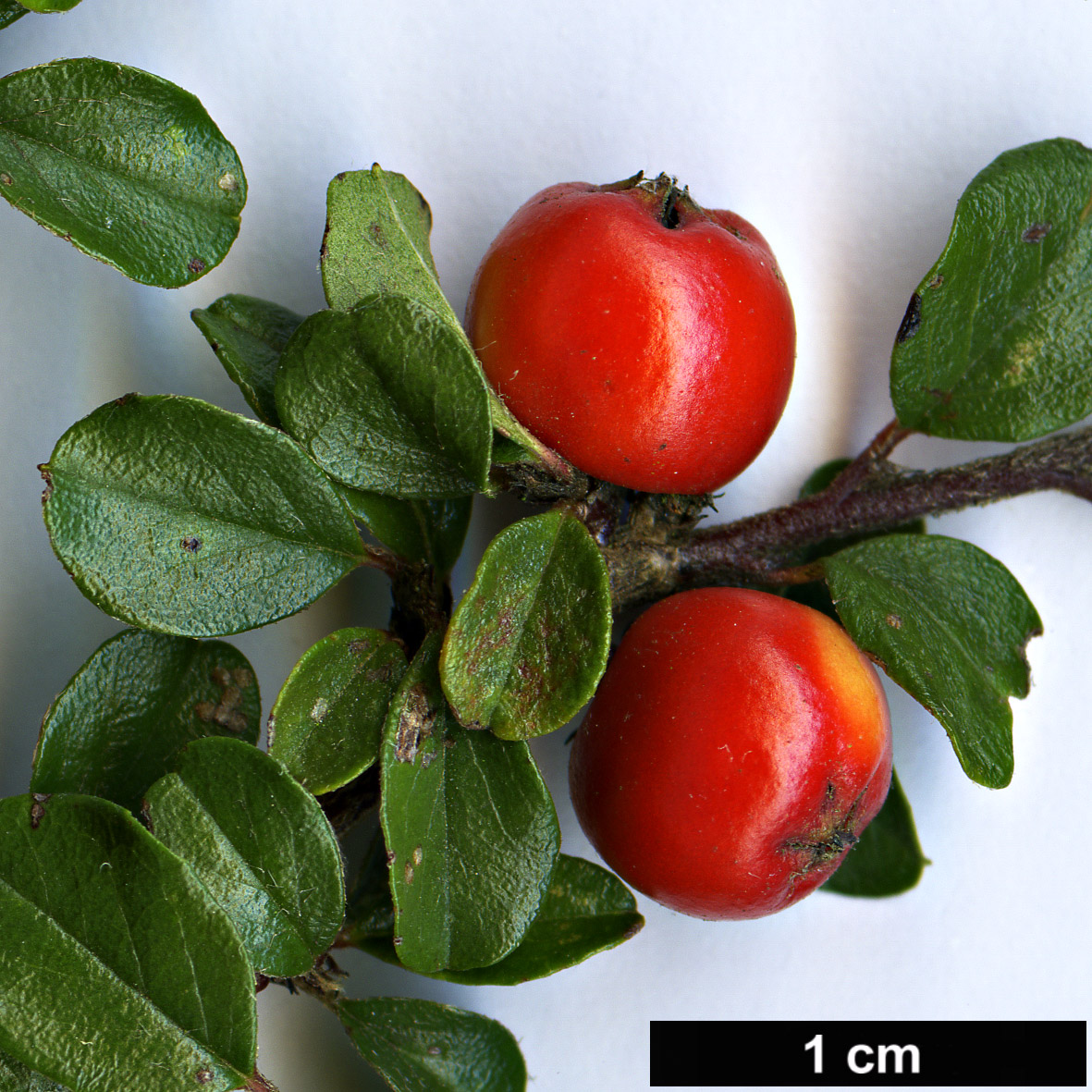 High resolution image: Family: Rosaceae - Genus: Cotoneaster - Taxon: nigroviridis