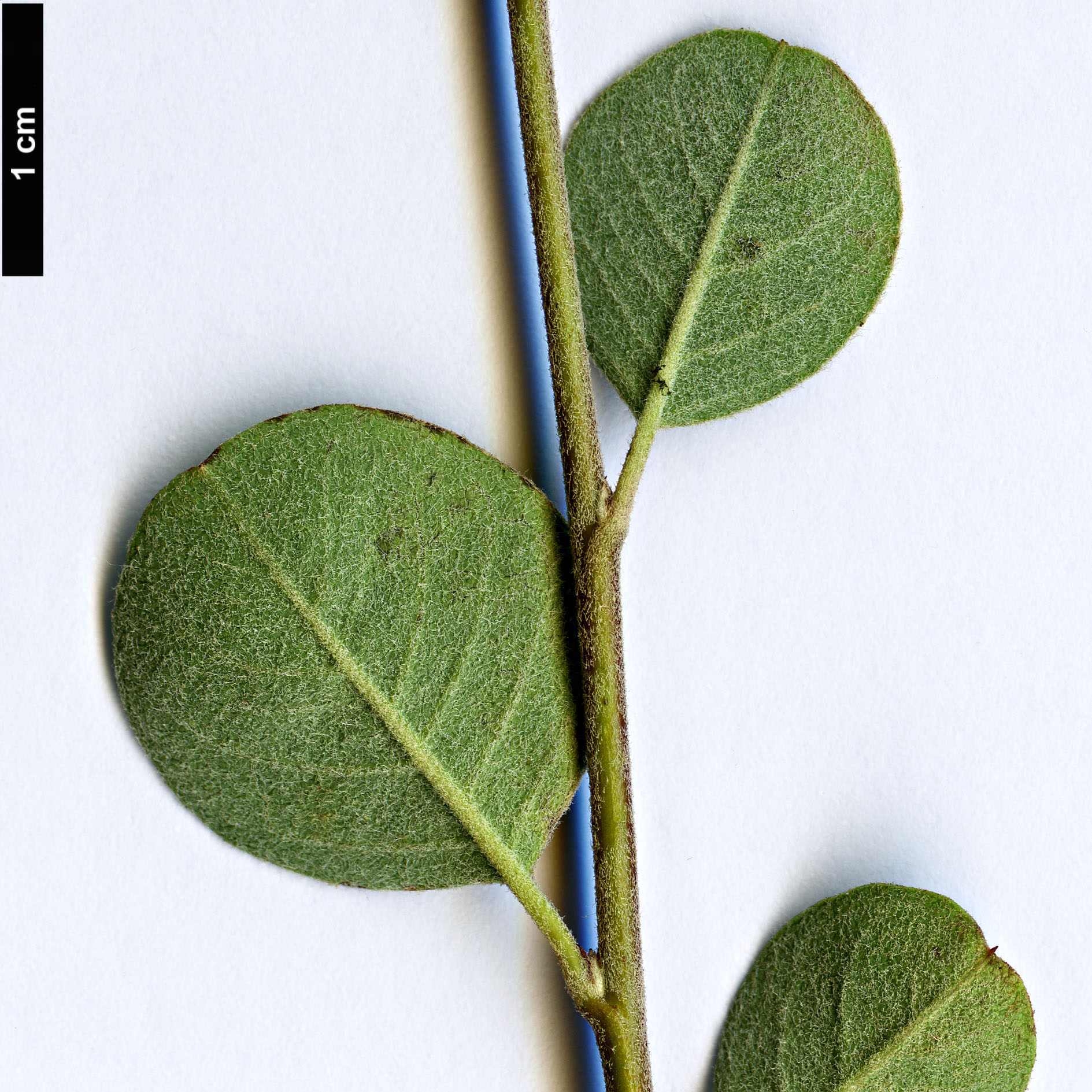 High resolution image: Family: Rosaceae - Genus: Cotoneaster - Taxon: nummularioides