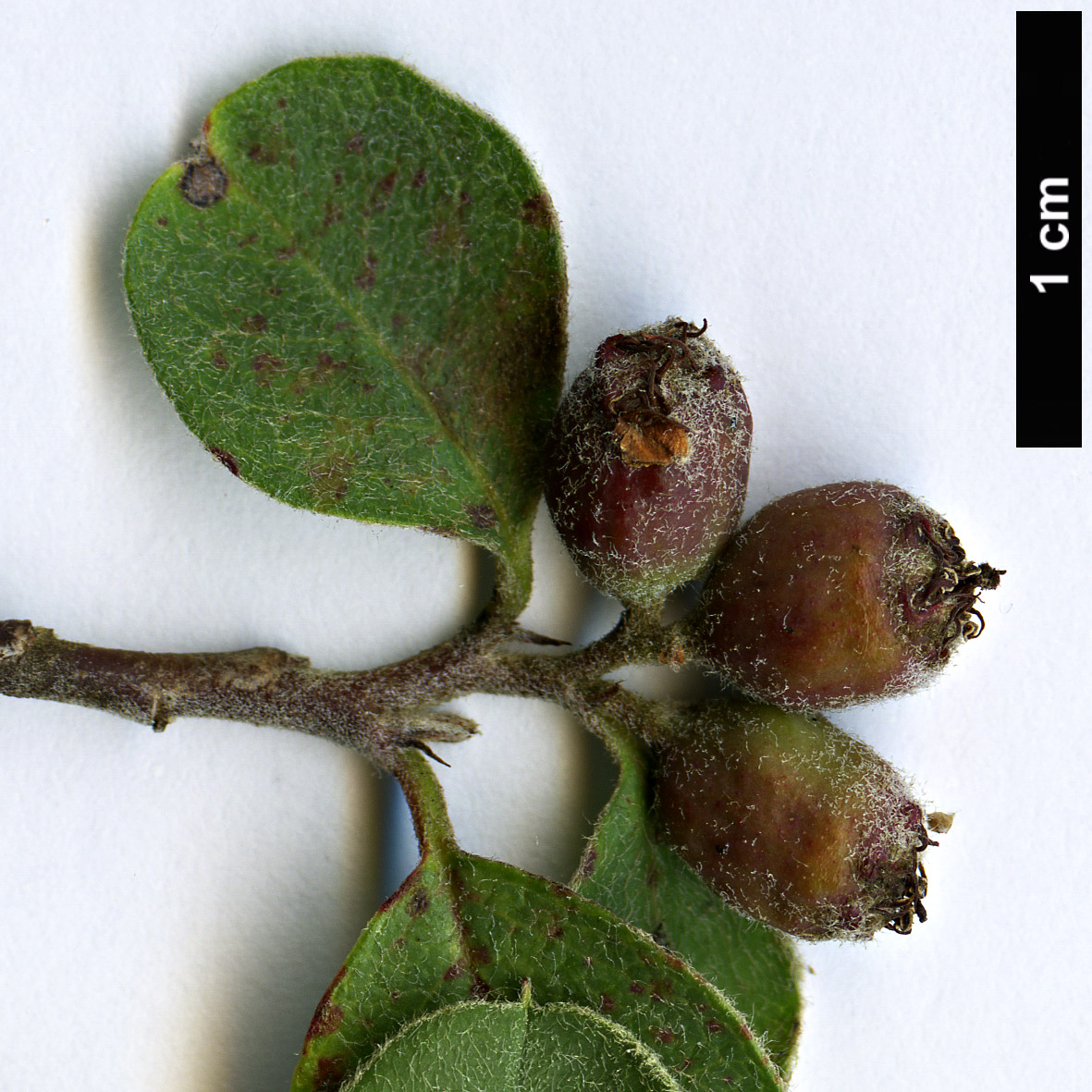 High resolution image: Family: Rosaceae - Genus: Cotoneaster - Taxon: nummularioides