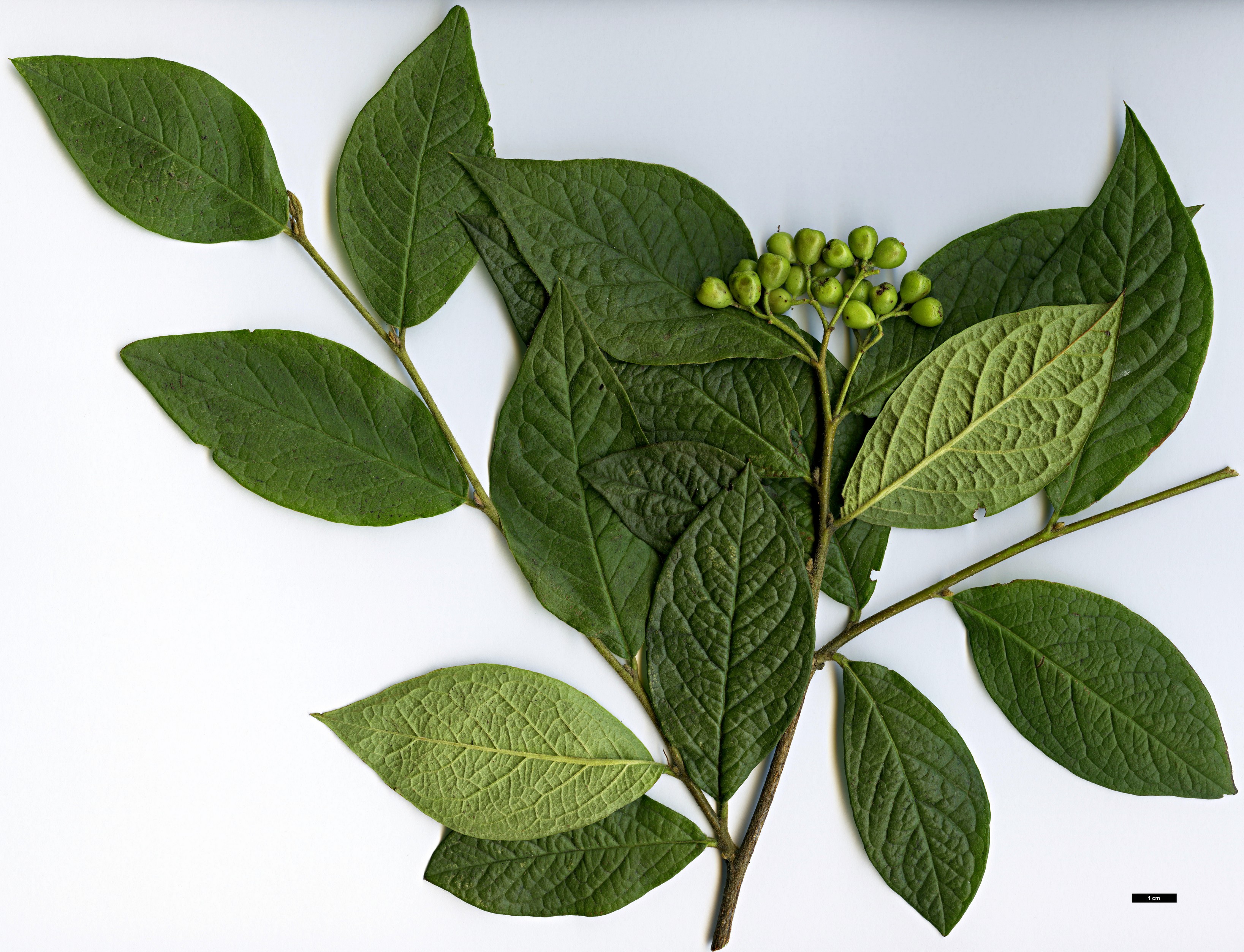 High resolution image: Family: Rosaceae - Genus: Cotoneaster - Taxon: ogisui