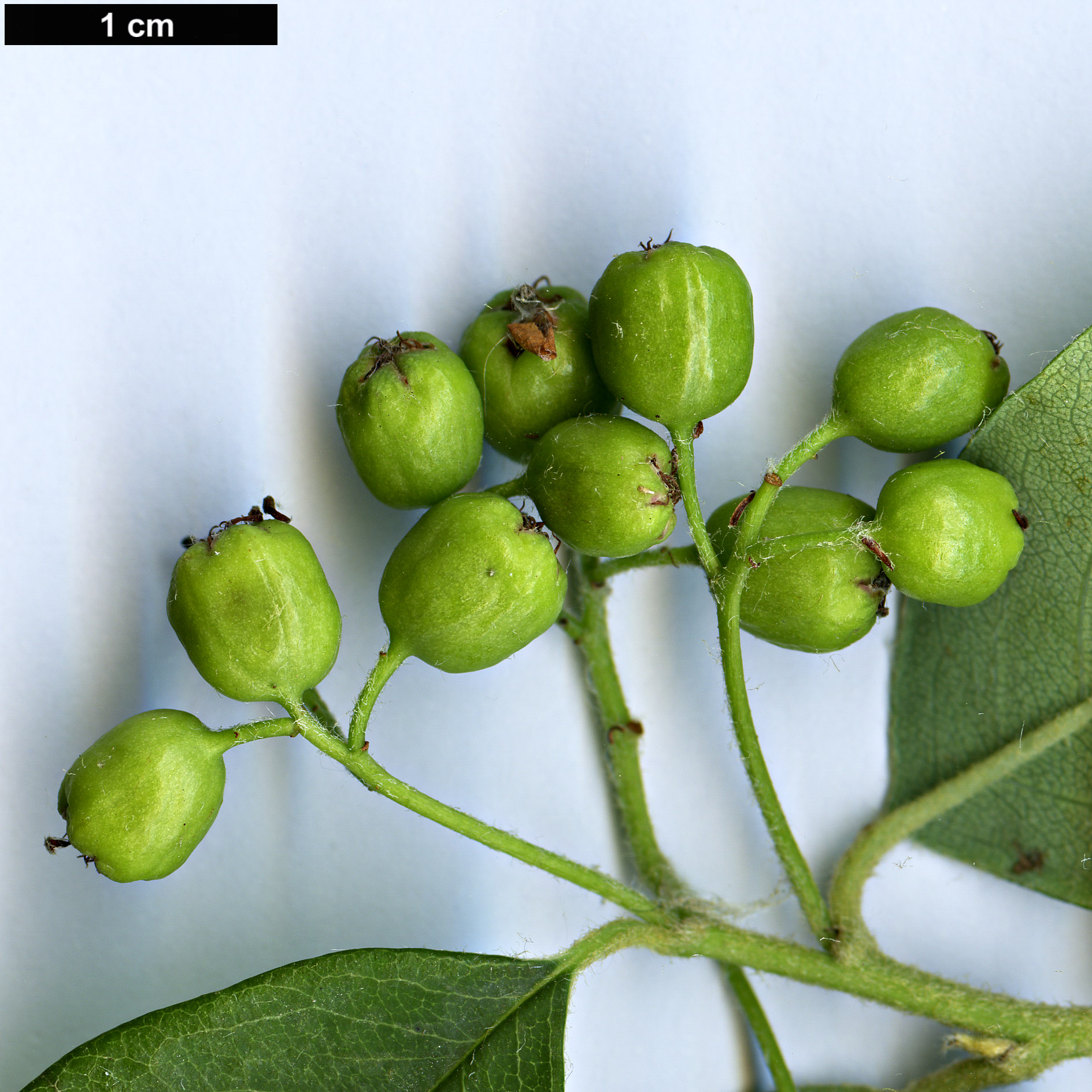 High resolution image: Family: Rosaceae - Genus: Cotoneaster - Taxon: omissus