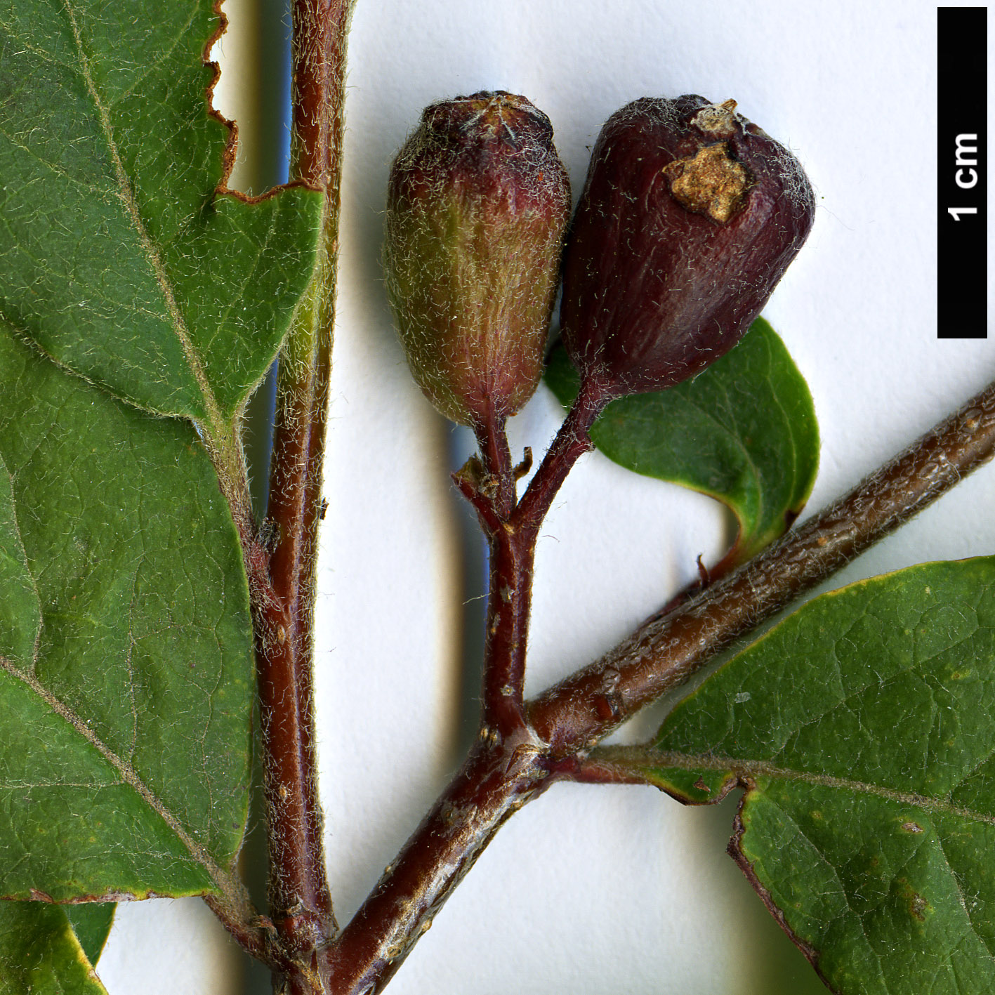 High resolution image: Family: Rosaceae - Genus: Cotoneaster - Taxon: otto-schwartzii