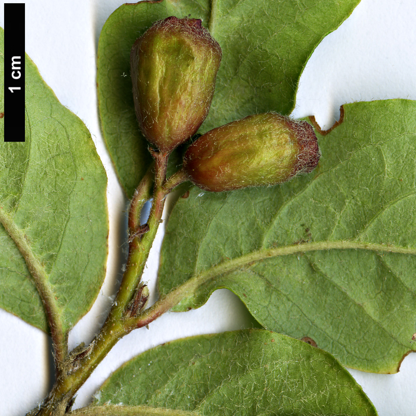 High resolution image: Family: Rosaceae - Genus: Cotoneaster - Taxon: otto-schwartzii