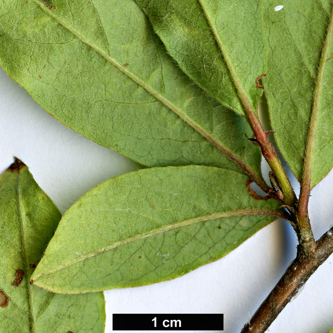 High resolution image: Family: Rosaceae - Genus: Cotoneaster - Taxon: otto-schwartzii