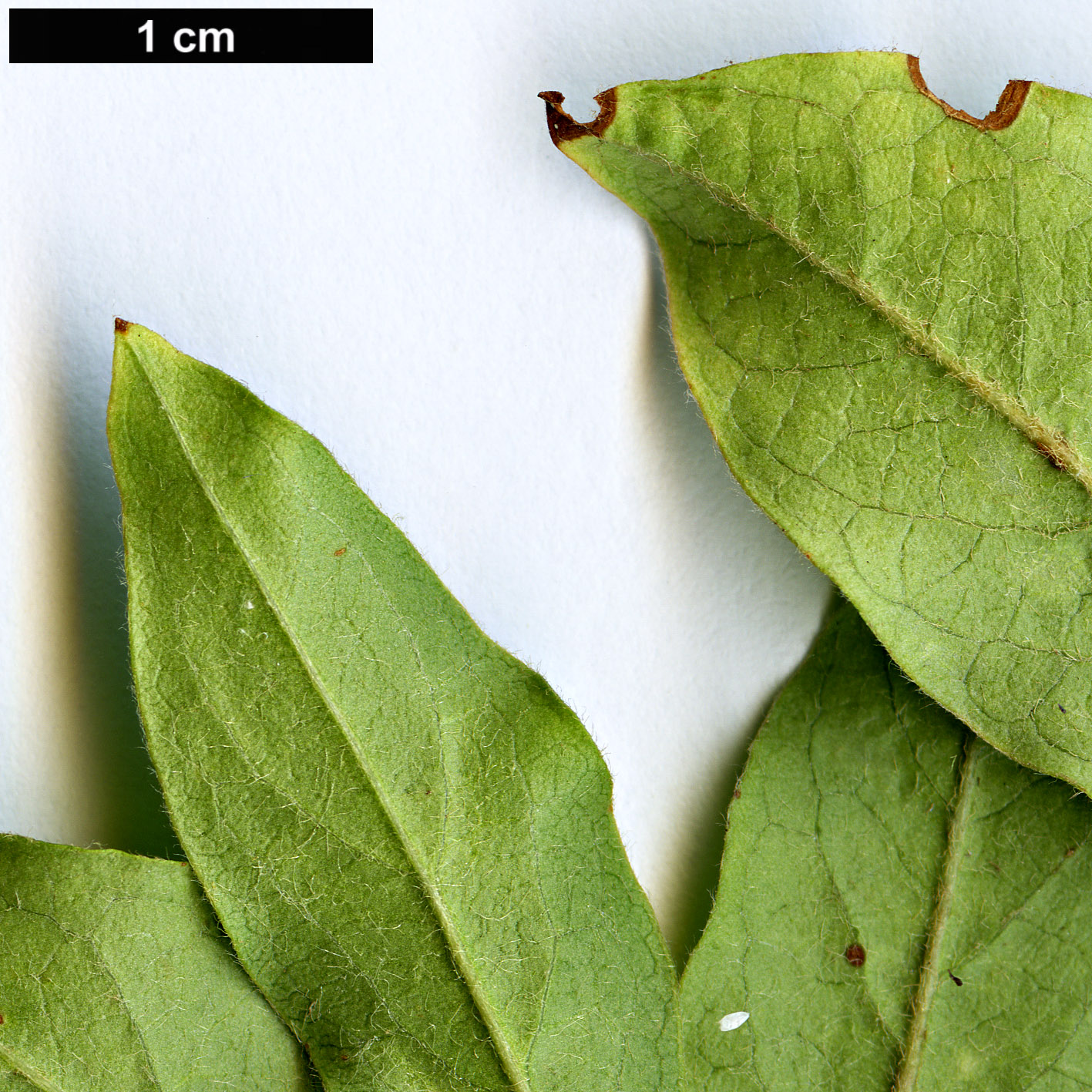 High resolution image: Family: Rosaceae - Genus: Cotoneaster - Taxon: otto-schwartzii