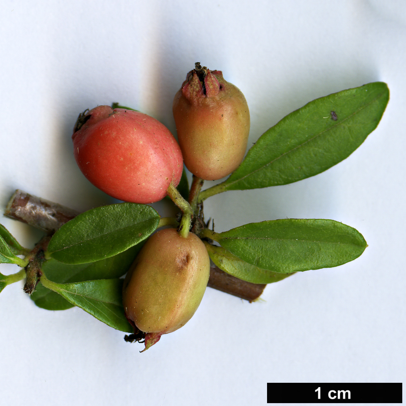 High resolution image: Family: Rosaceae - Genus: Cotoneaster - Taxon: pluriflorus