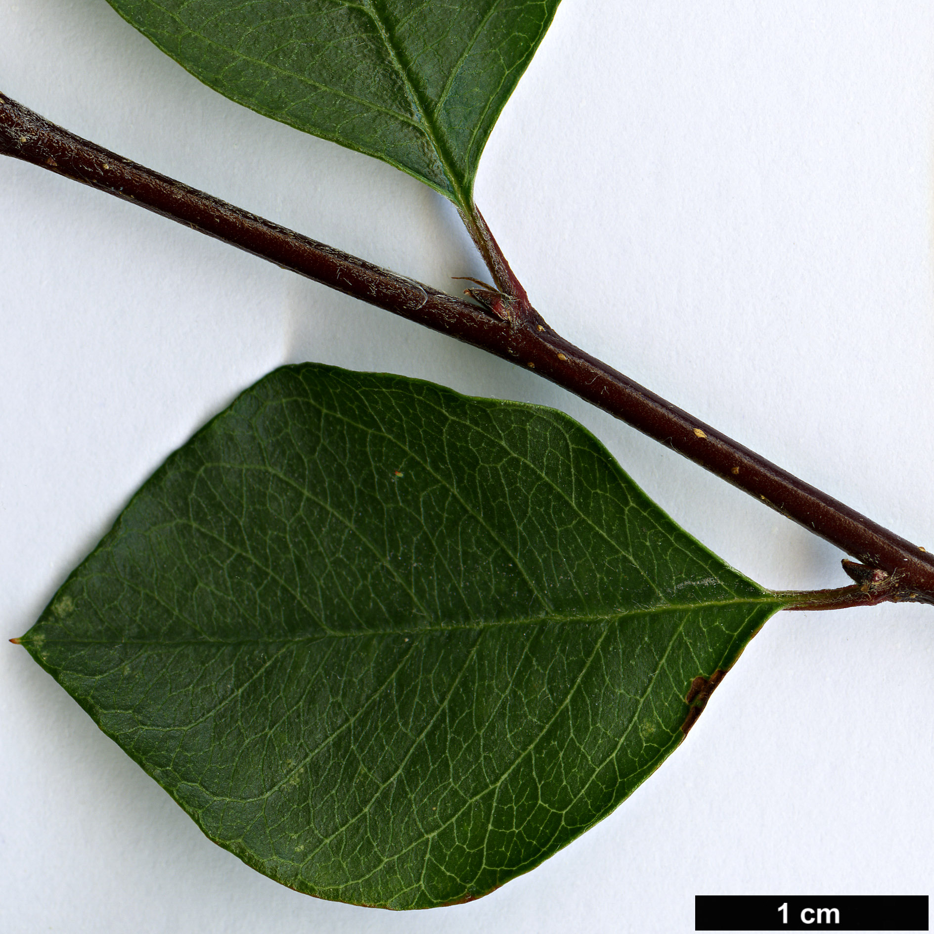 High resolution image: Family: Rosaceae - Genus: Cotoneaster - Taxon: pruinosus