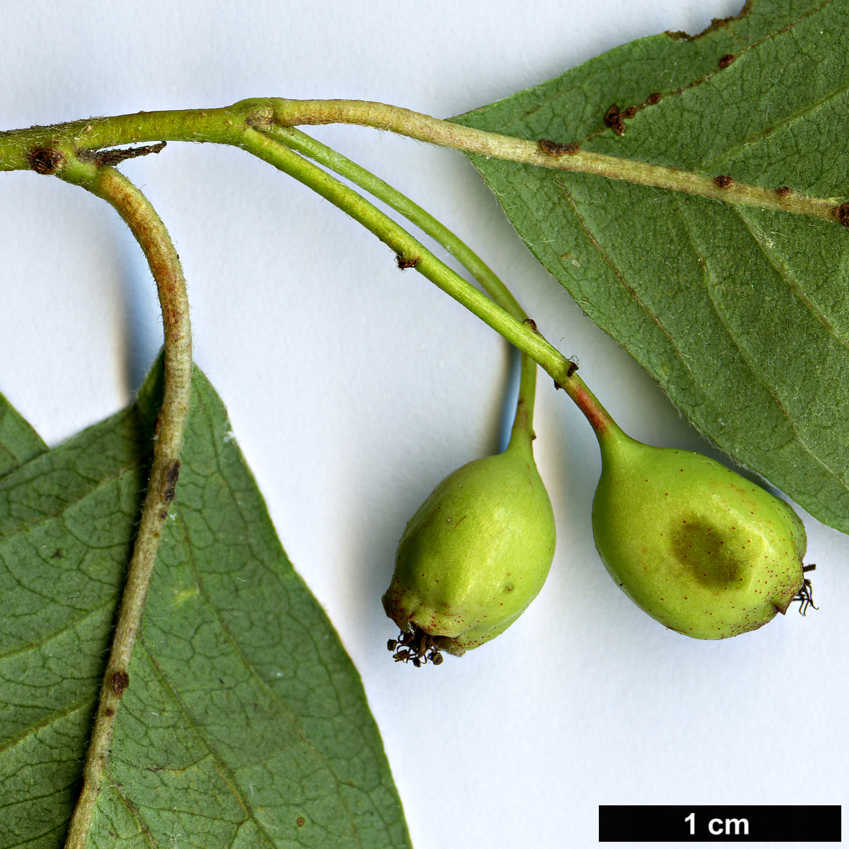 High resolution image: Family: Rosaceae - Genus: Cotoneaster - Taxon: przewalskii