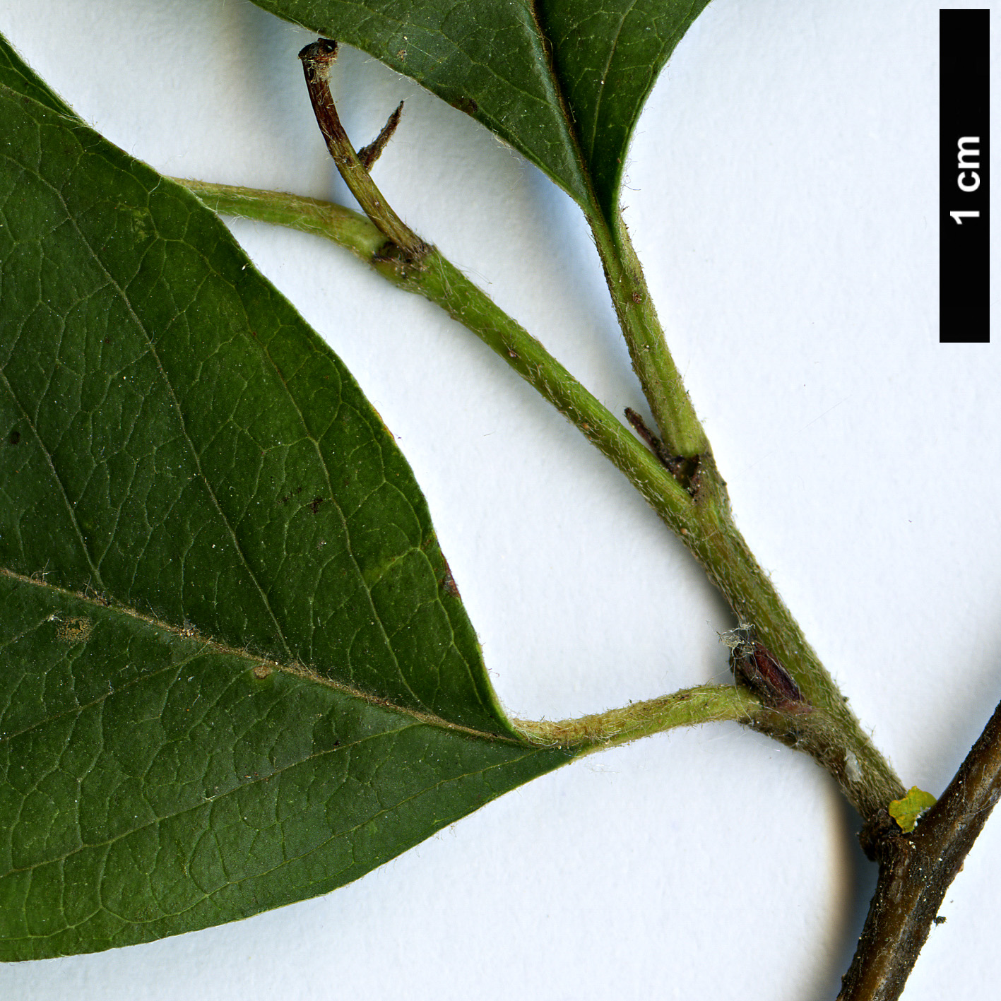 High resolution image: Family: Rosaceae - Genus: Cotoneaster - Taxon: przewalskii