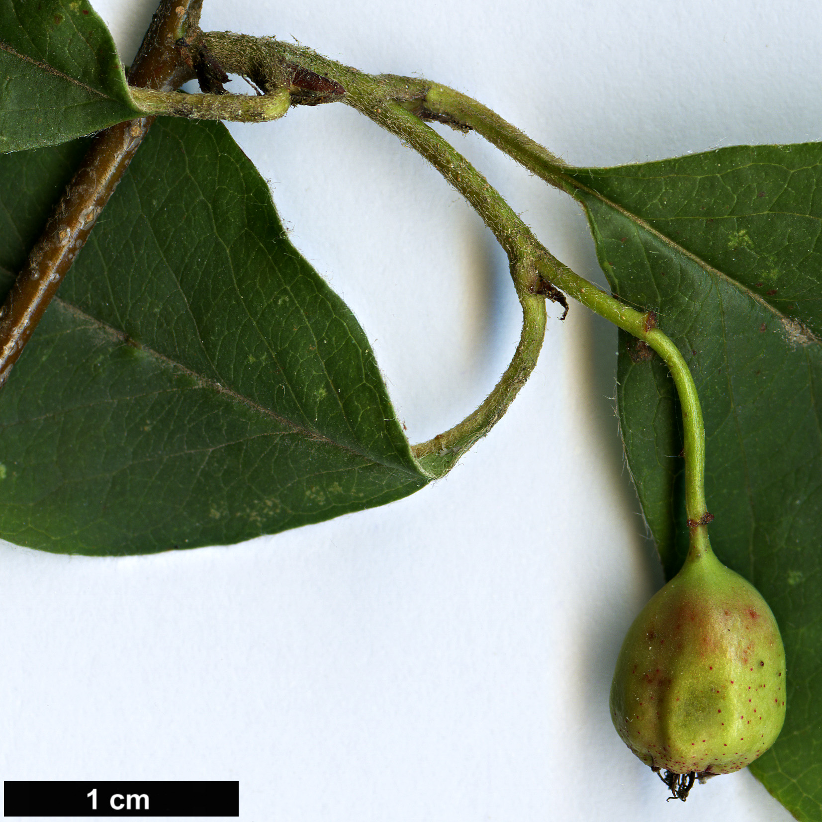 High resolution image: Family: Rosaceae - Genus: Cotoneaster - Taxon: przewalskii