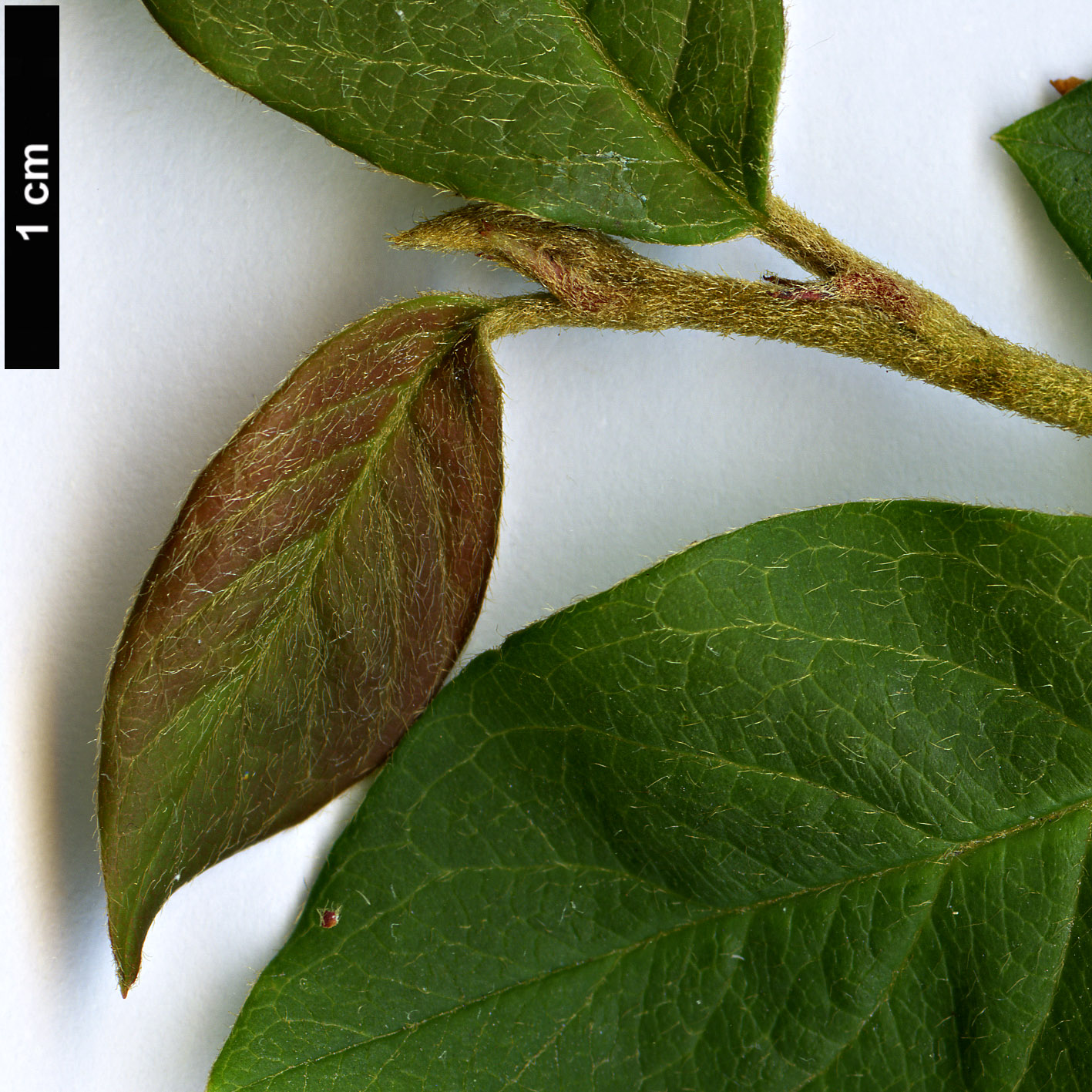 High resolution image: Family: Rosaceae - Genus: Cotoneaster - Taxon: pseudoambiguus