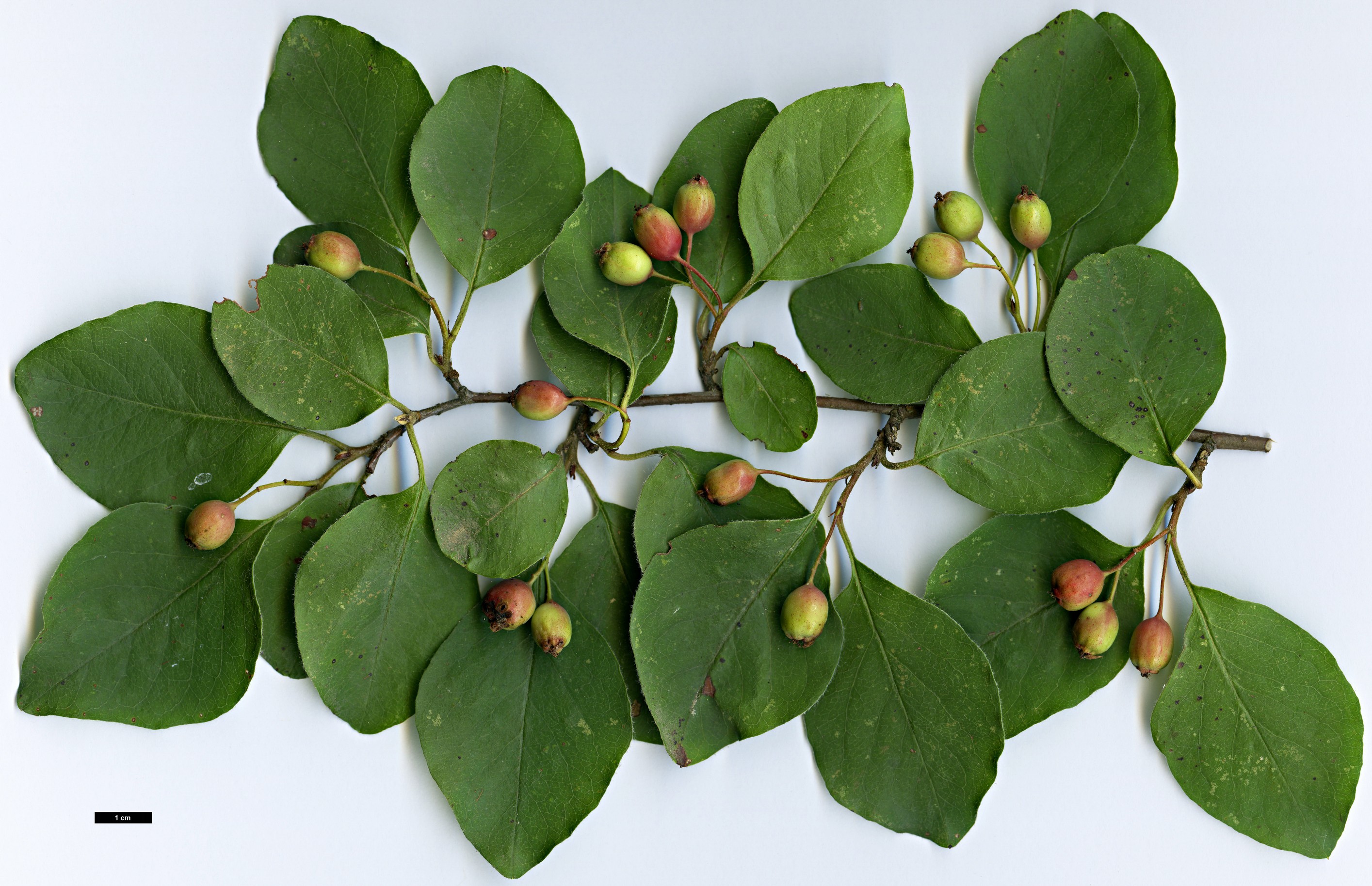 High resolution image: Family: Rosaceae - Genus: Cotoneaster - Taxon: pseudomongolicus