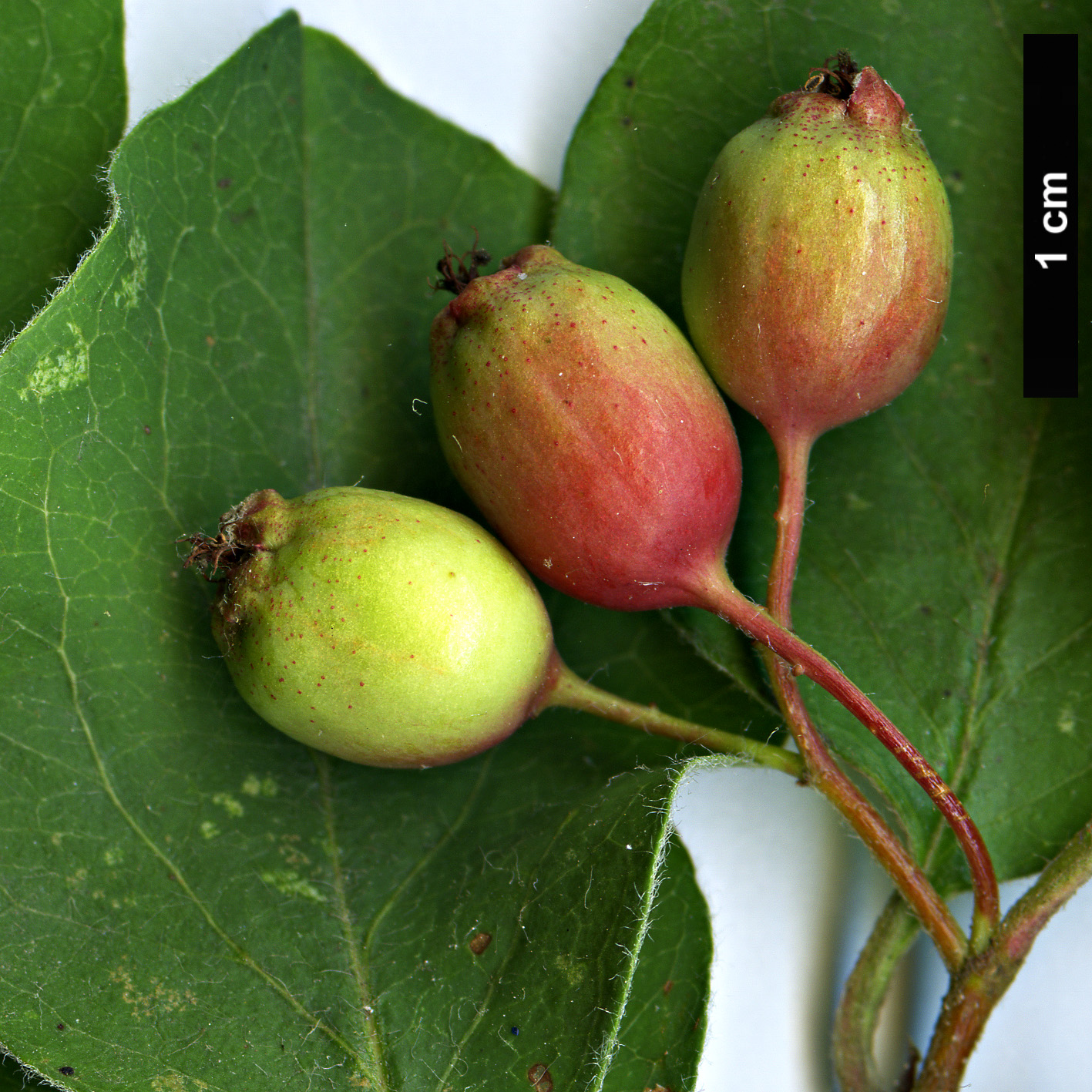 High resolution image: Family: Rosaceae - Genus: Cotoneaster - Taxon: pseudomongolicus